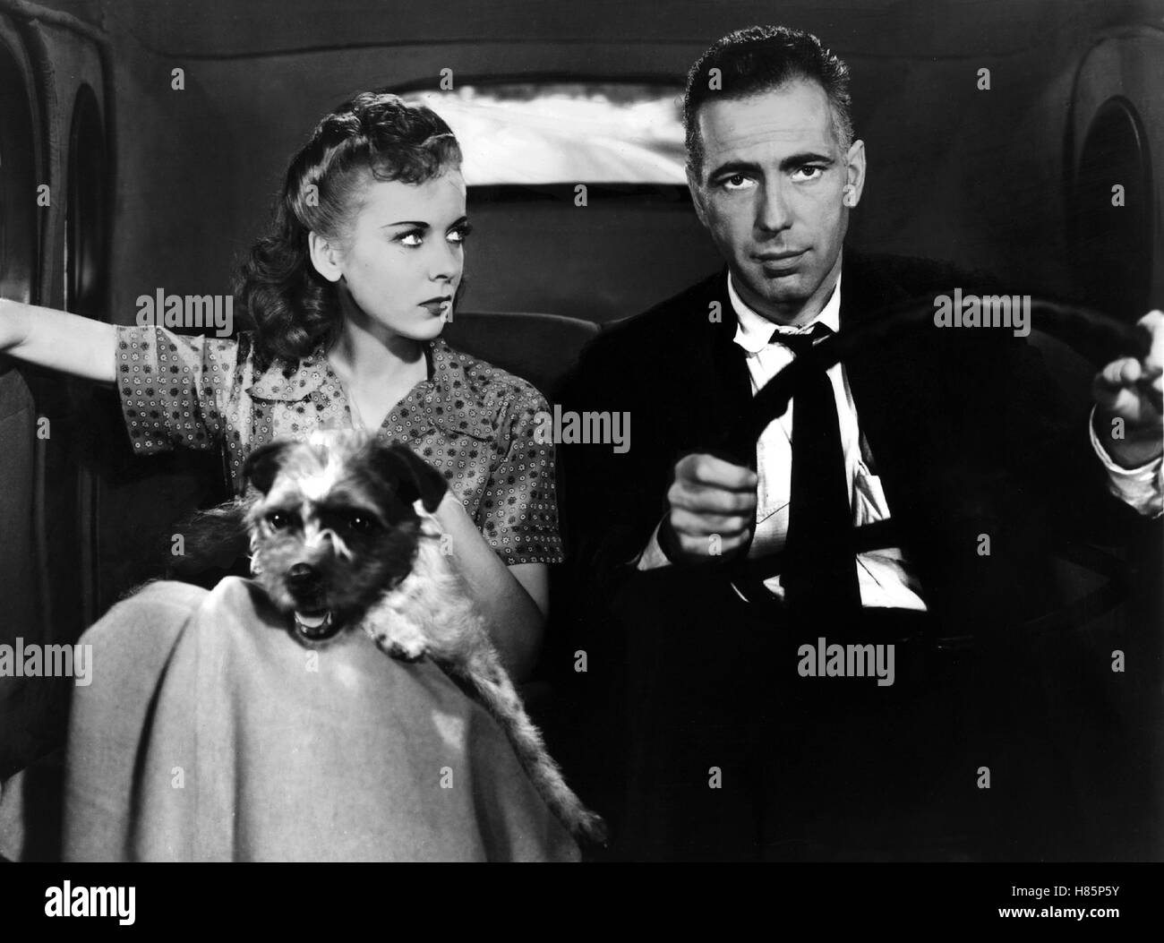 Entscheidung in der Sierra, (HIGH SIERRA) USA 1941 s/w, Regie: Raoul Walsh, IDA LUPINO, HUMPHREY BOGART, Key: Paar im Auto, Hund Stock Photo