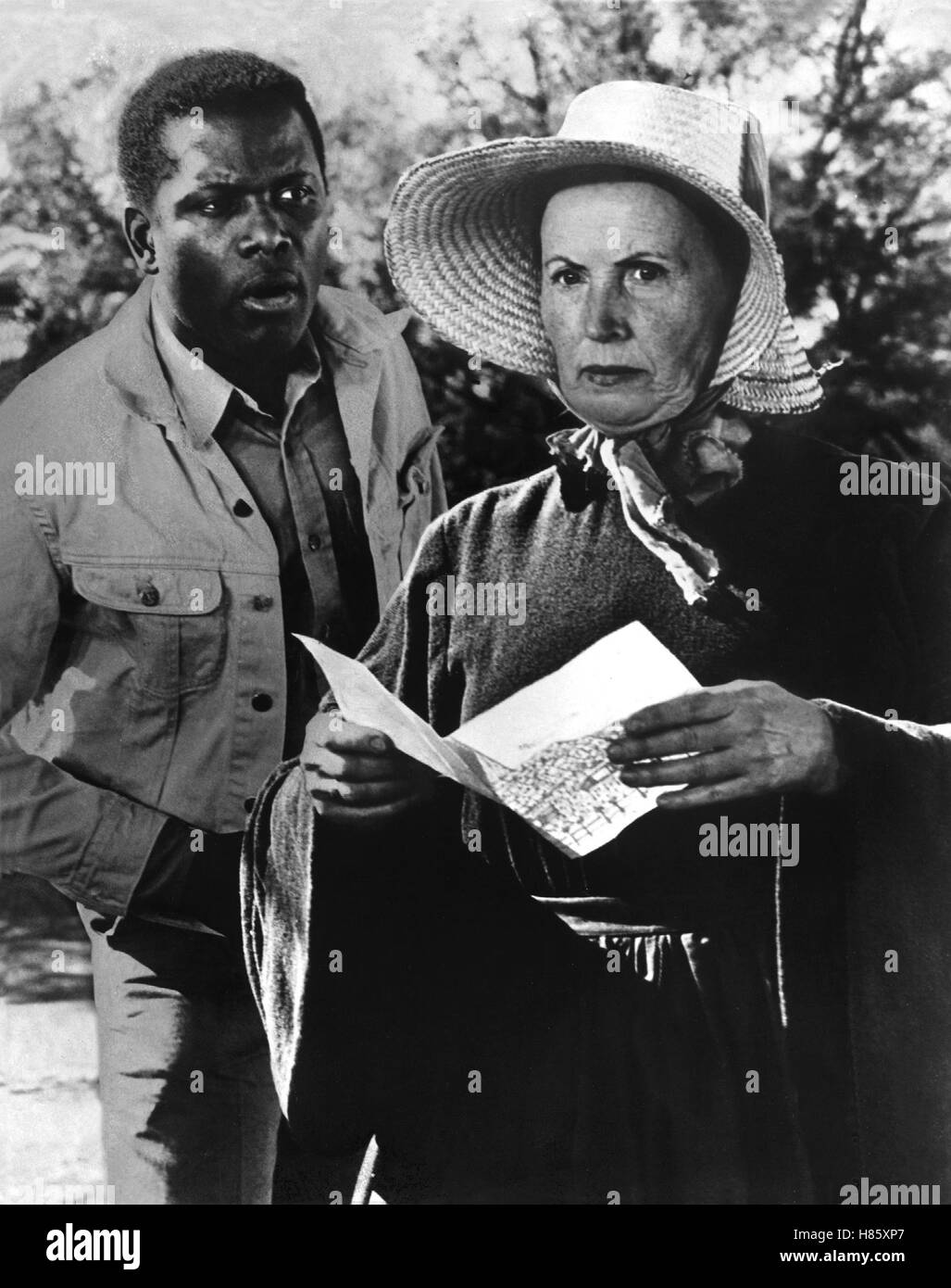 Lilies of the field sidney hires stock photography and images Alamy