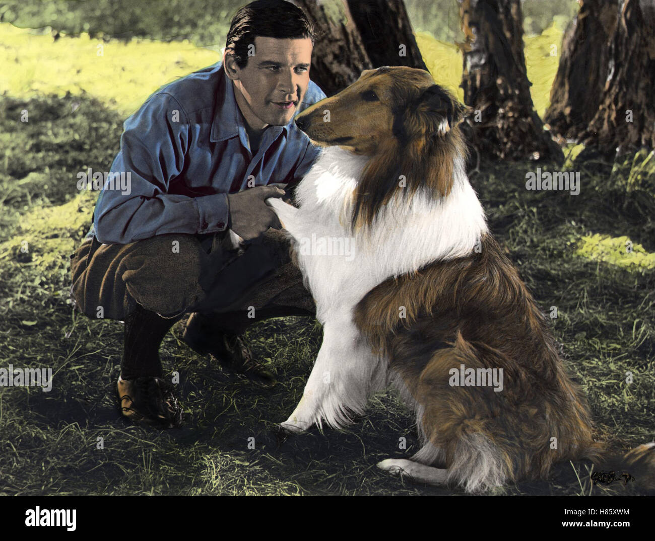 Mein bester Freund, (LAD: A DOG) USA 1962, Regie: Aram Avakian, PETER  BRECK, Stichwort: Hund, Collie Stock Photo - Alamy