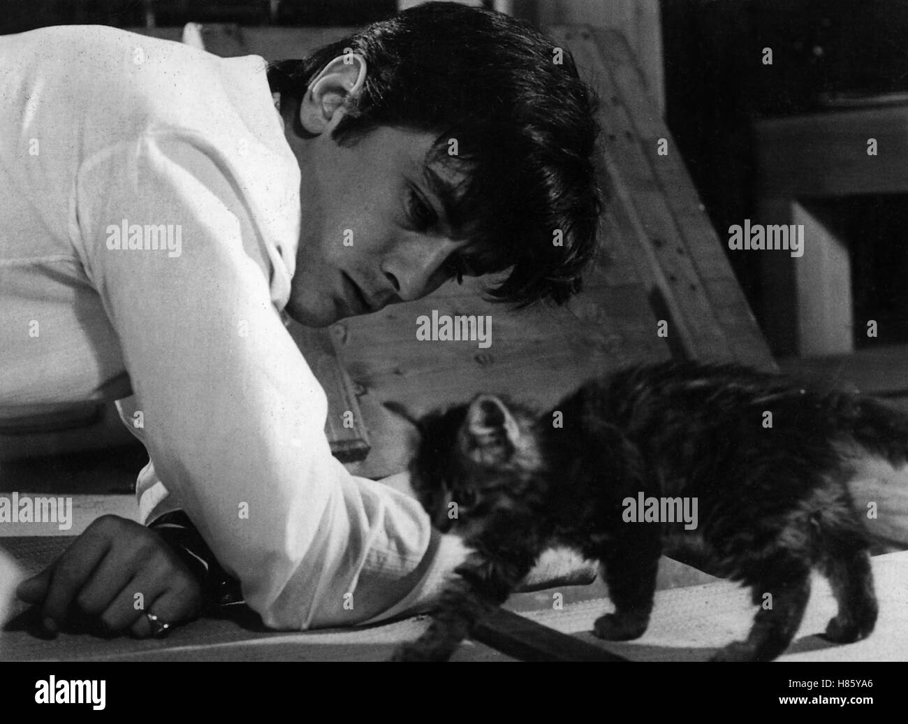 Wie Raubkatzen, (LES FELINS) F 1963, Regie: Rene Clement, ALAIN DELON, Stichwort: Katze Stock Photo