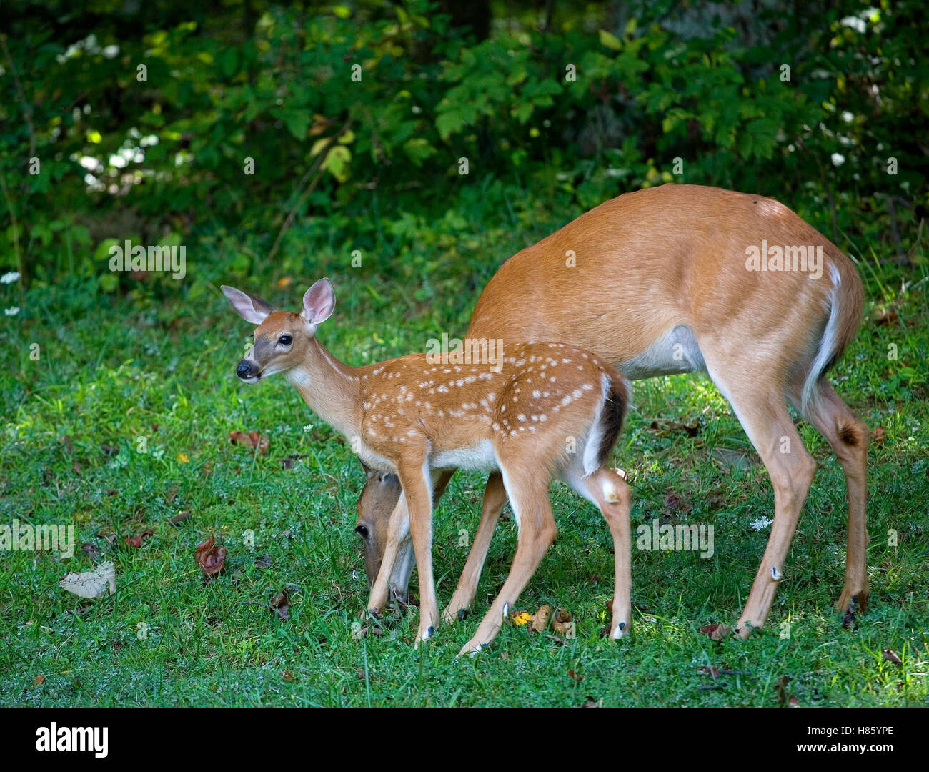 While a whitetail doe grazes its fawn is watching something Stock Photo