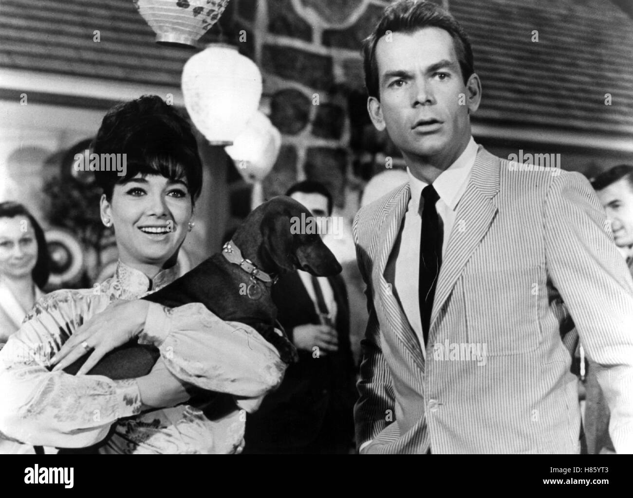 Geliebter Haustyrann, (THE UGLY DACHSHUND) USA 1965, Regie: Norman Tokar, SUZANNE PLESHETTE, DEAN JONES, Key: Tier, Hund, Dackel Stock Photo
