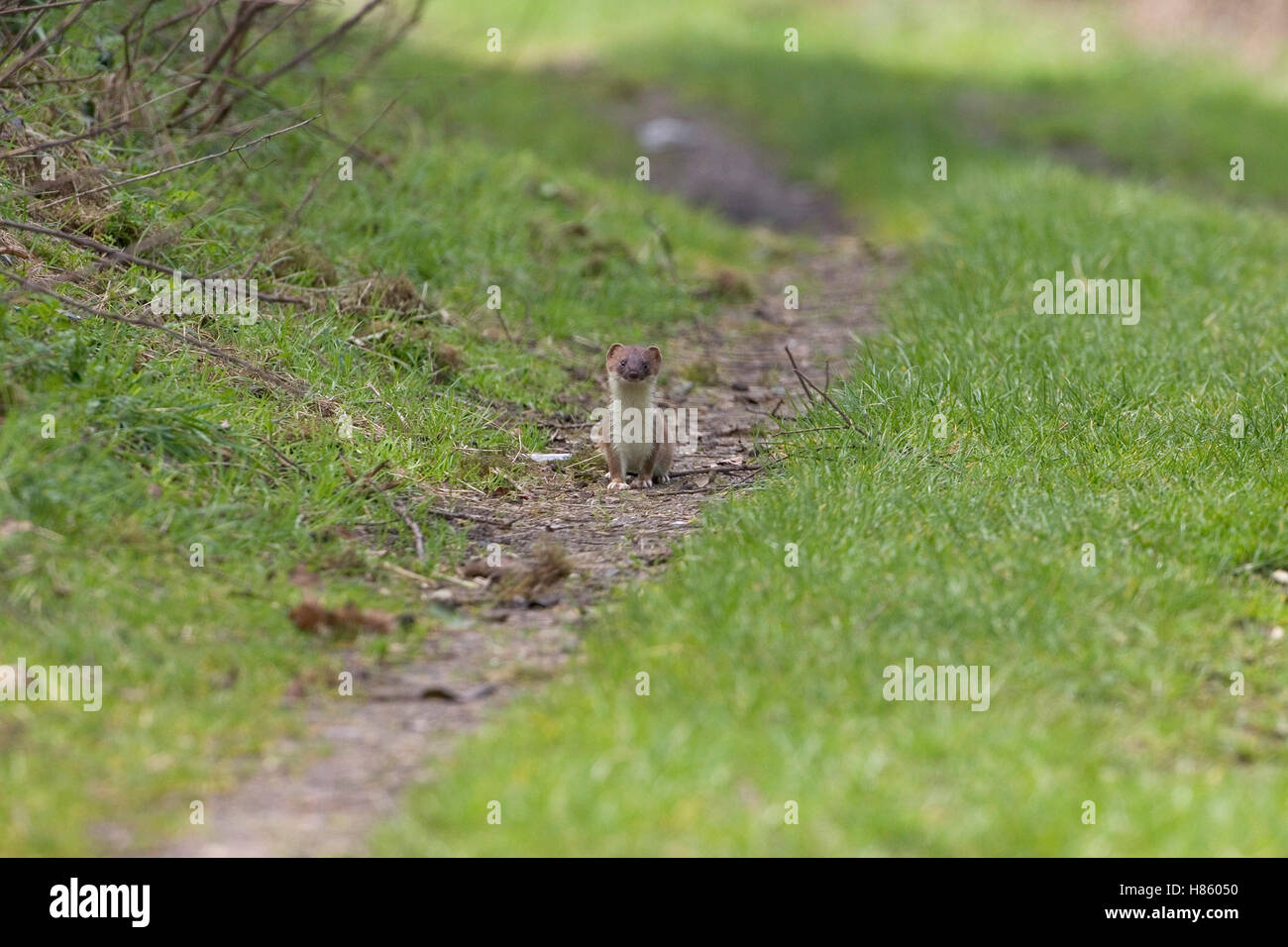 Stoat spring hi-res stock photography and images - Alamy
