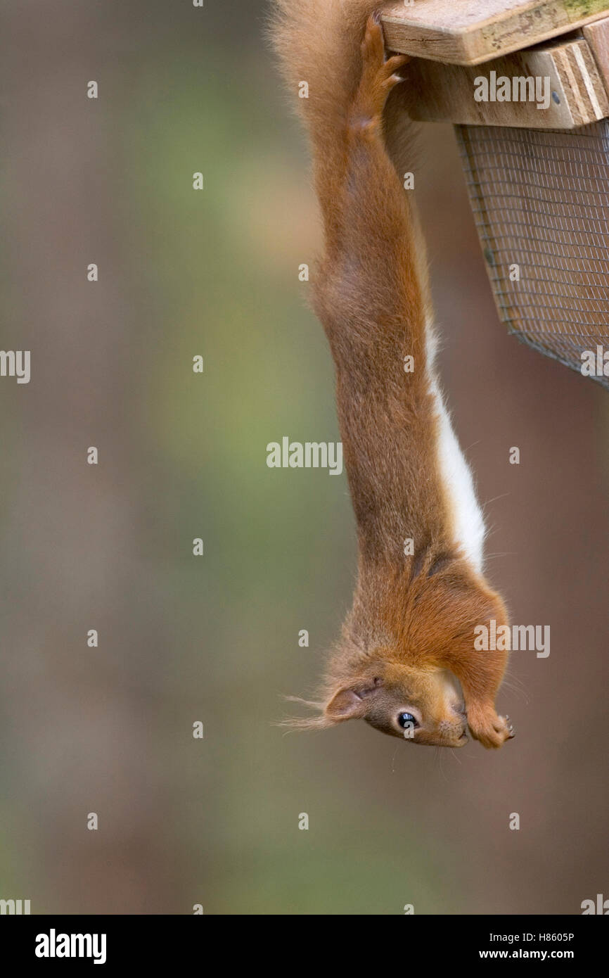 Red squirrel Sciurus vulgaris on feeder Scotland Stock Photo