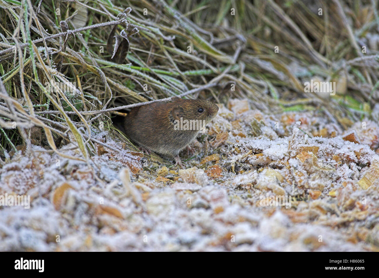 Field vole Microtus agrestis on frosty roadside verge Hampshire England Stock Photo