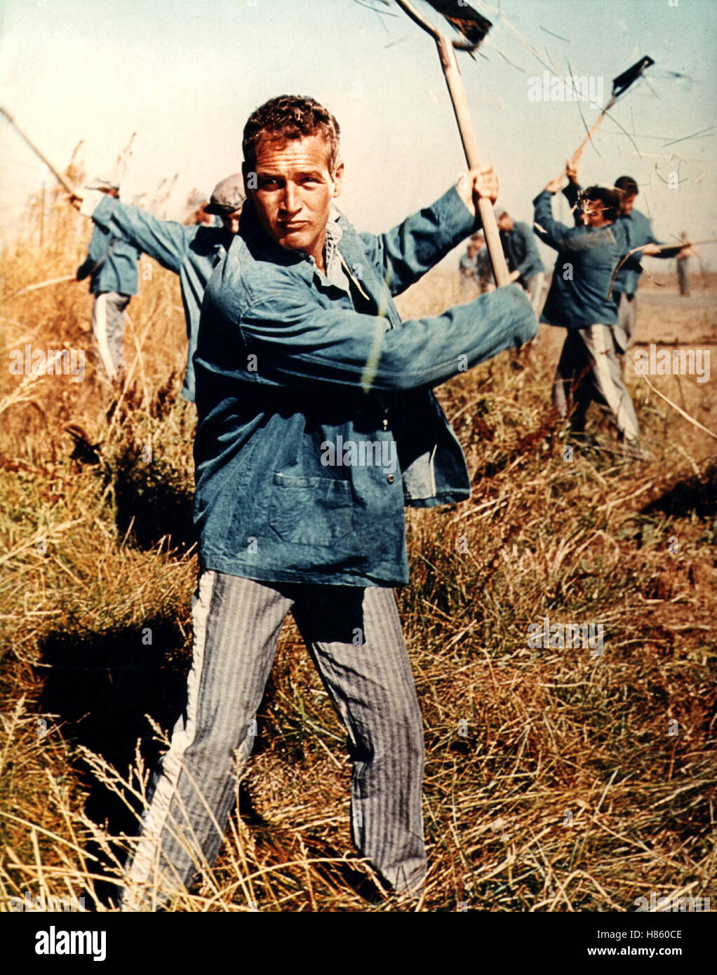 Der Unbeugsame, (COOL HAND LUKE) USA 1966, Regie: Stuart Rosenberg, PAUL NEWMAN, Key: Sträflinge, Zwangsarbeit Stock Photo