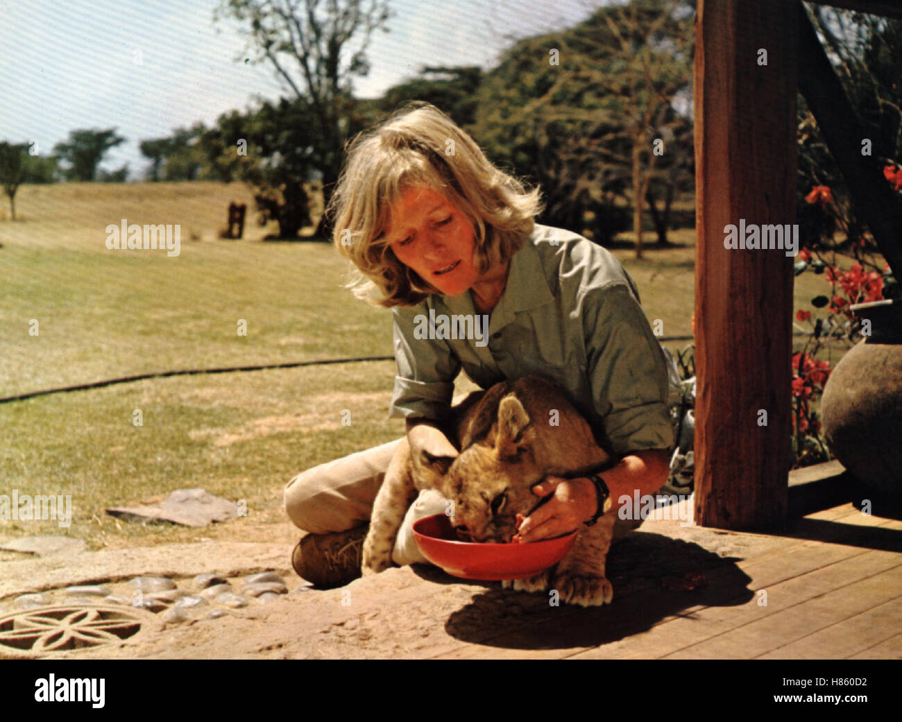 Frei geboren - Königin der Wildnis, (BORN FREE) GB 1966, Regie: James Hill, VIRGINIA McKENNA, Stichwort: Löwe, Löwenbaby, Fütterung Stock Photo