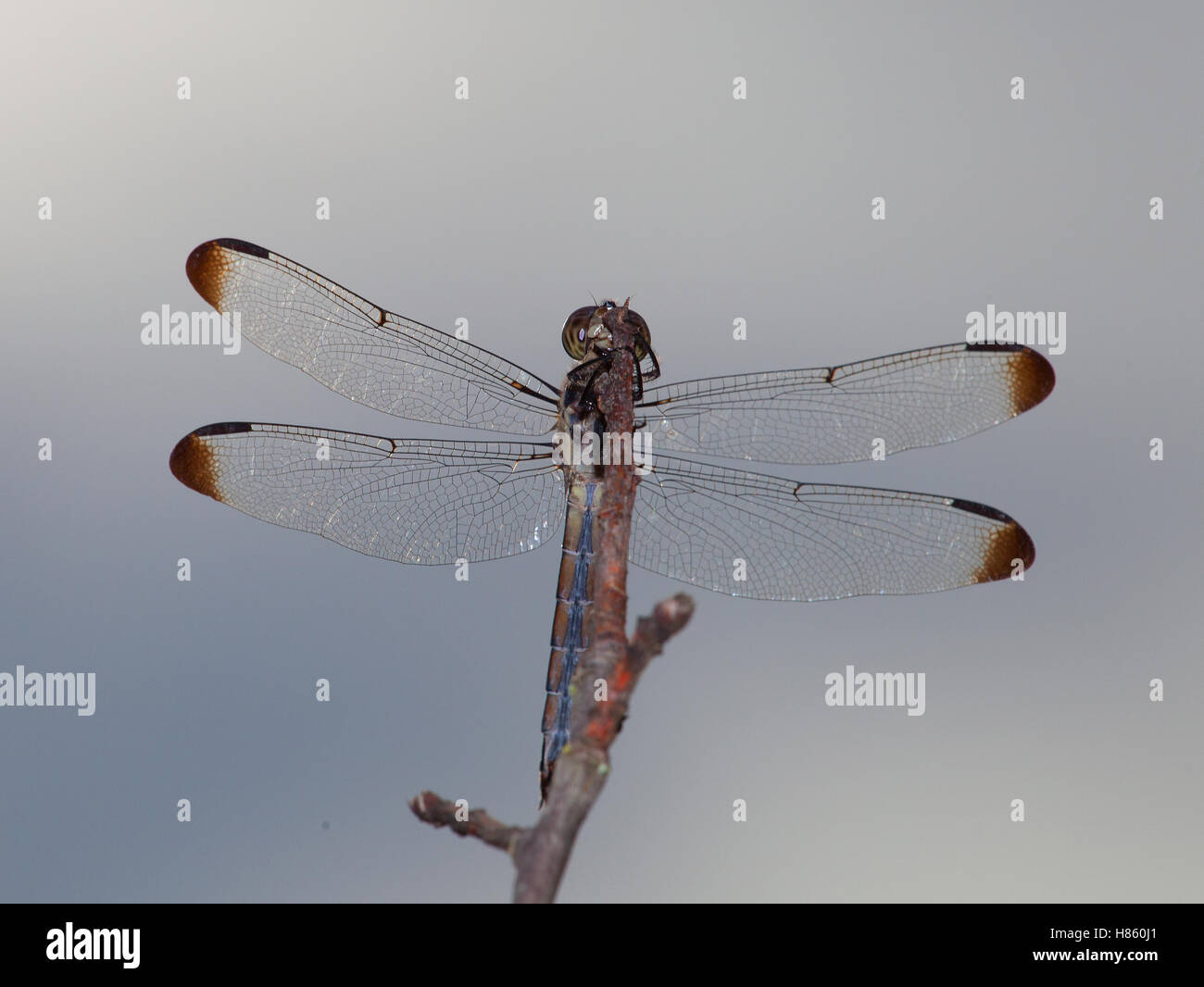 Brown dragonfly that is on top of a dead branch Stock Photo - Alamy