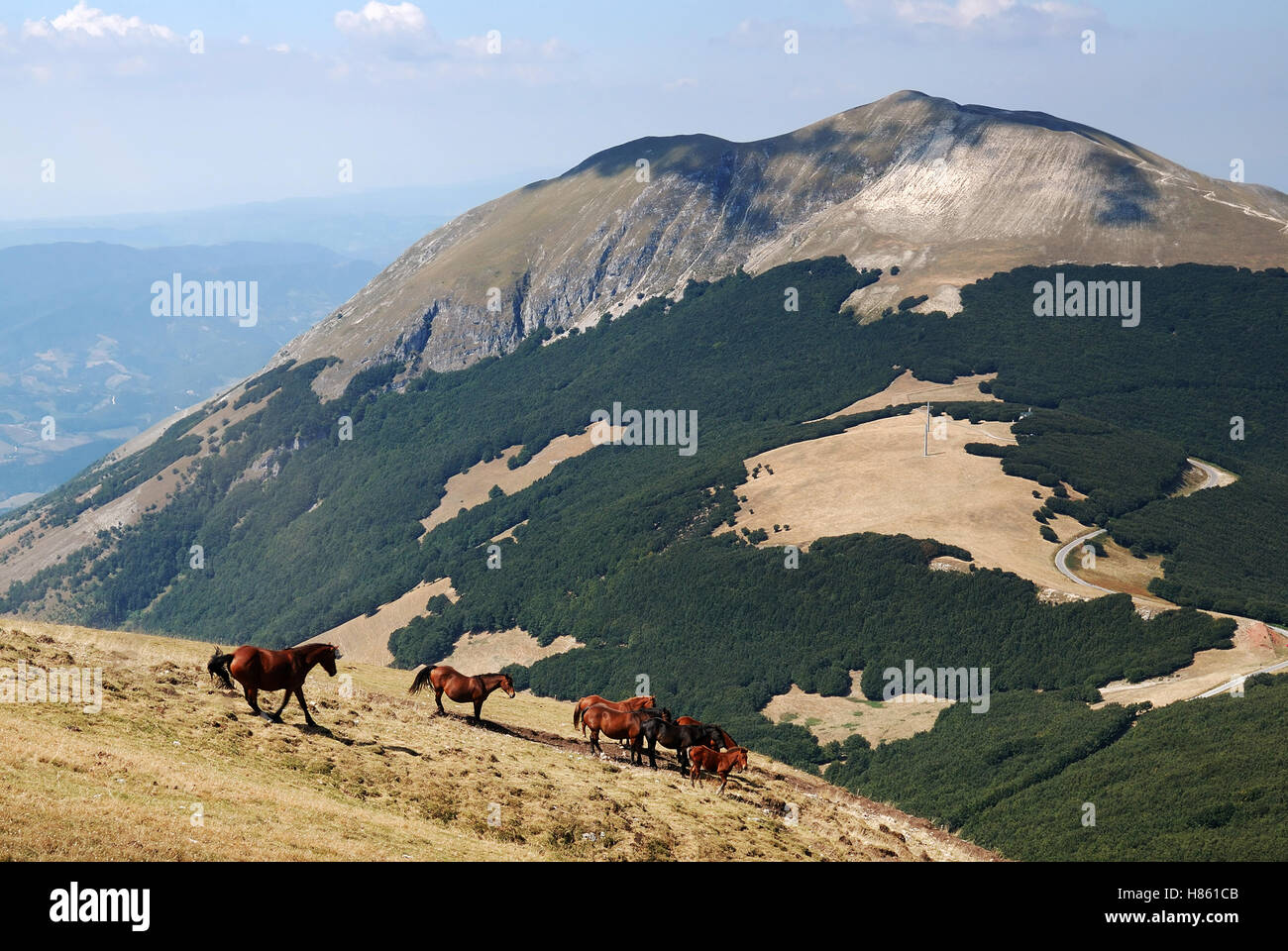 Horse running  on the mountain Stock Photo