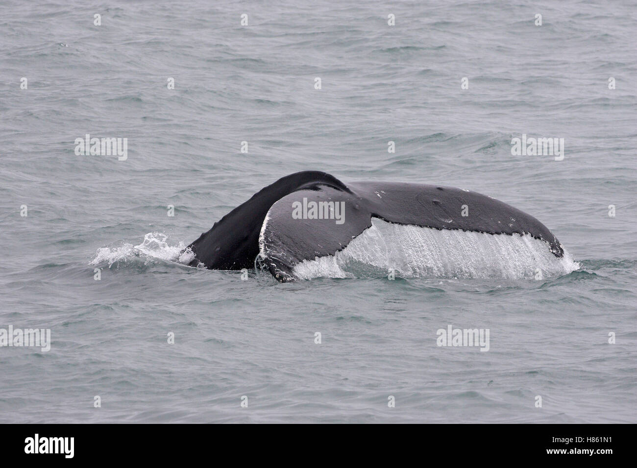 Humpback whale Megaptera novaeangliae tail fluke Iceland July 2009 Stock Photo