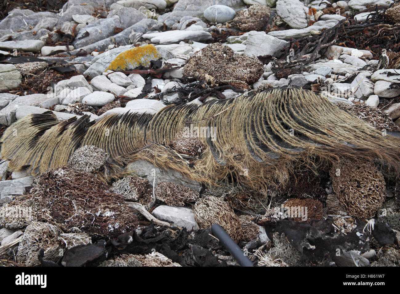 Sei whale Balaenoptera borealis baleen plates Falkland Islands Stock Photo