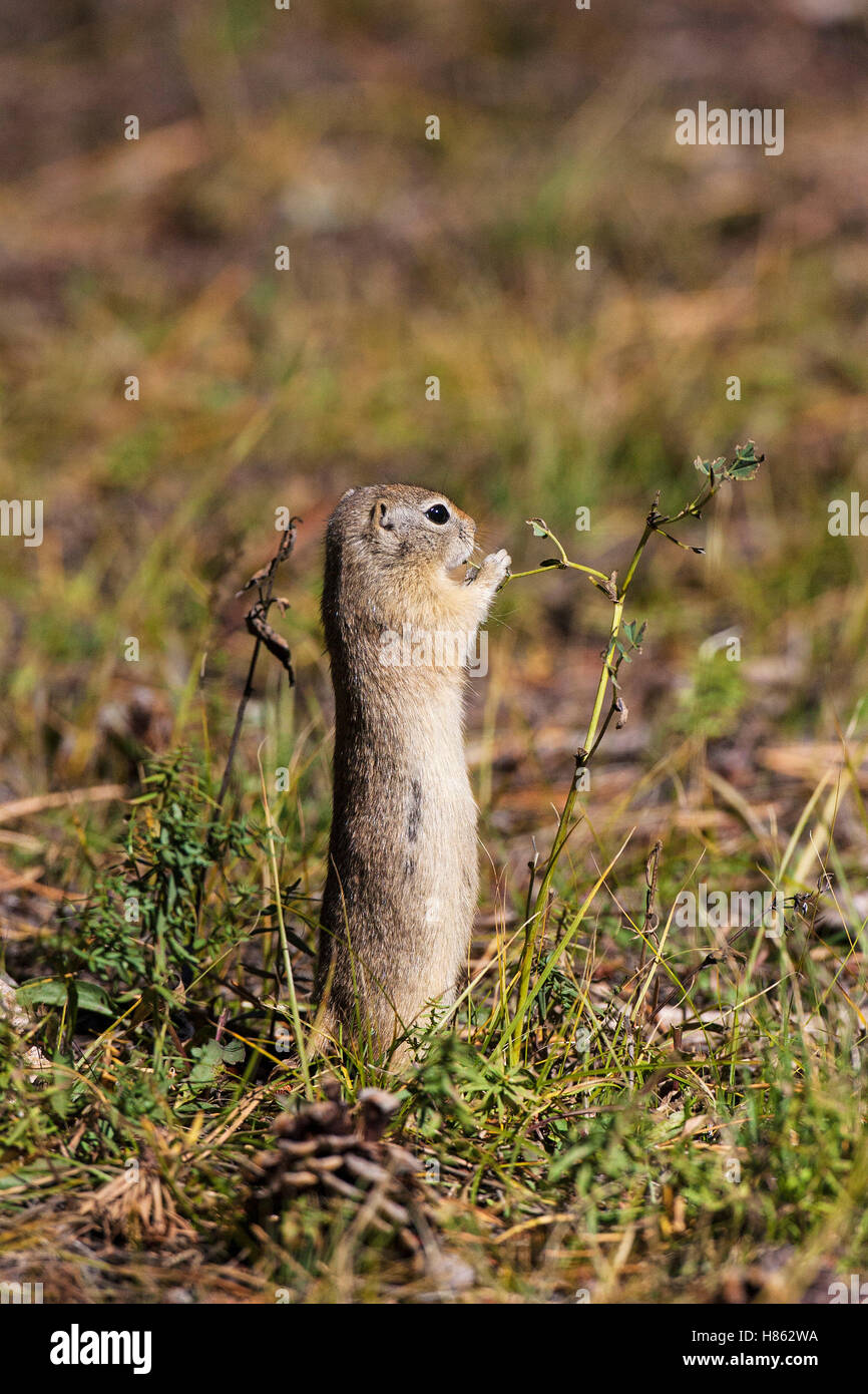 Uinta ground squirrel Spermophilus armatus feeding on grassland beside