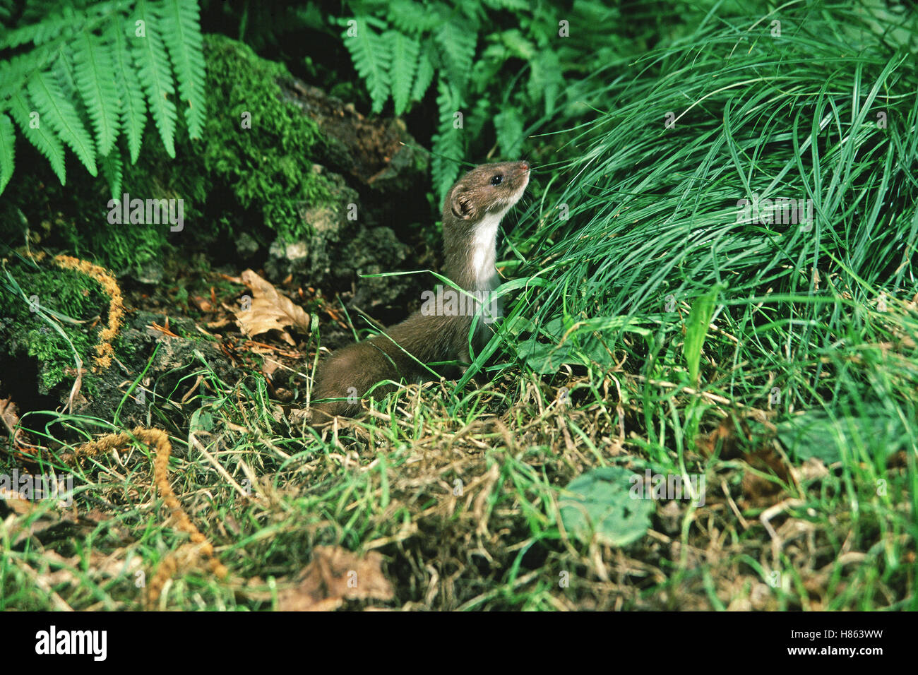 Weasel Mustela nivalis captive Stock Photo