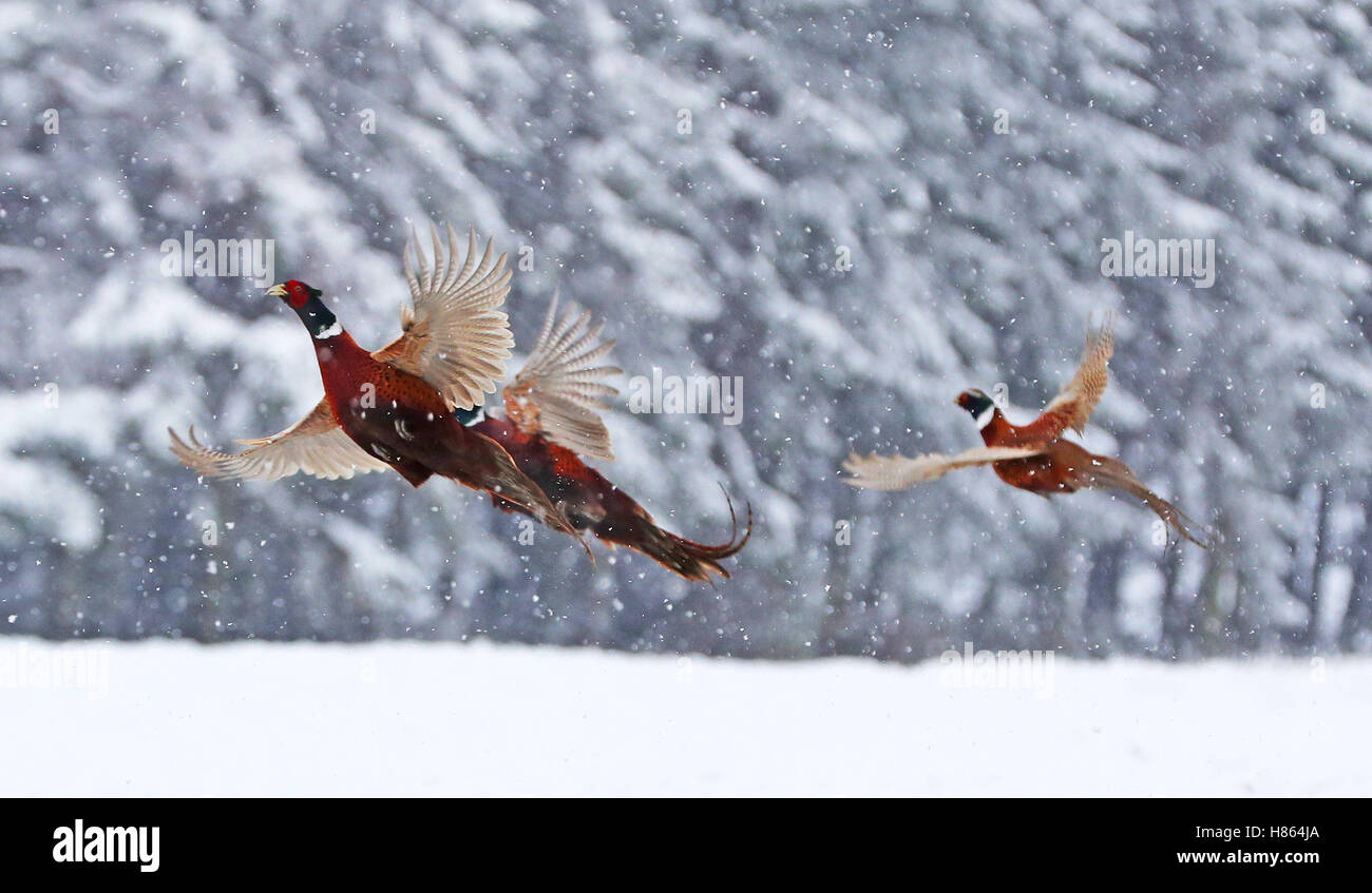 Pheasants in the snow near Hamsterley Forest in County Durham as a blizzard sweeps through after a cold snap hit parts of the United Kingdom over night. Stock Photo