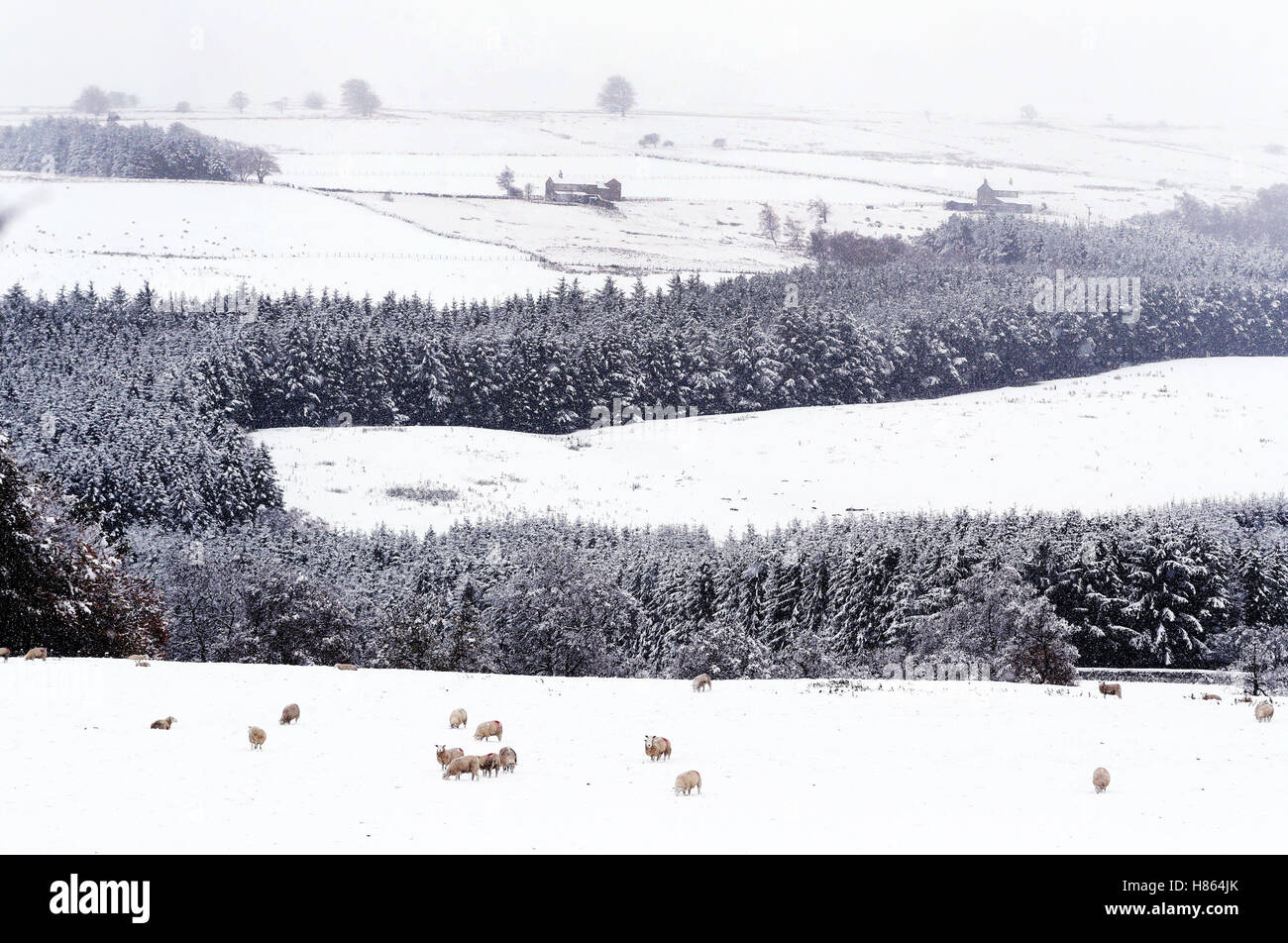 Sheep in a field near Hamsterley Forest in County Durham as a blizzard sweeps through after a cold snap hit parts of the United Kingdom over night. Stock Photo