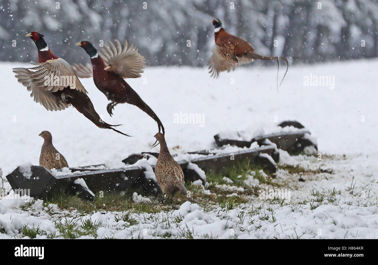 Pheasants in the snow near Hamsterley Forest in County Durham as a blizzard sweeps through after a cold snap hit parts of the United Kingdom over night. Stock Photo