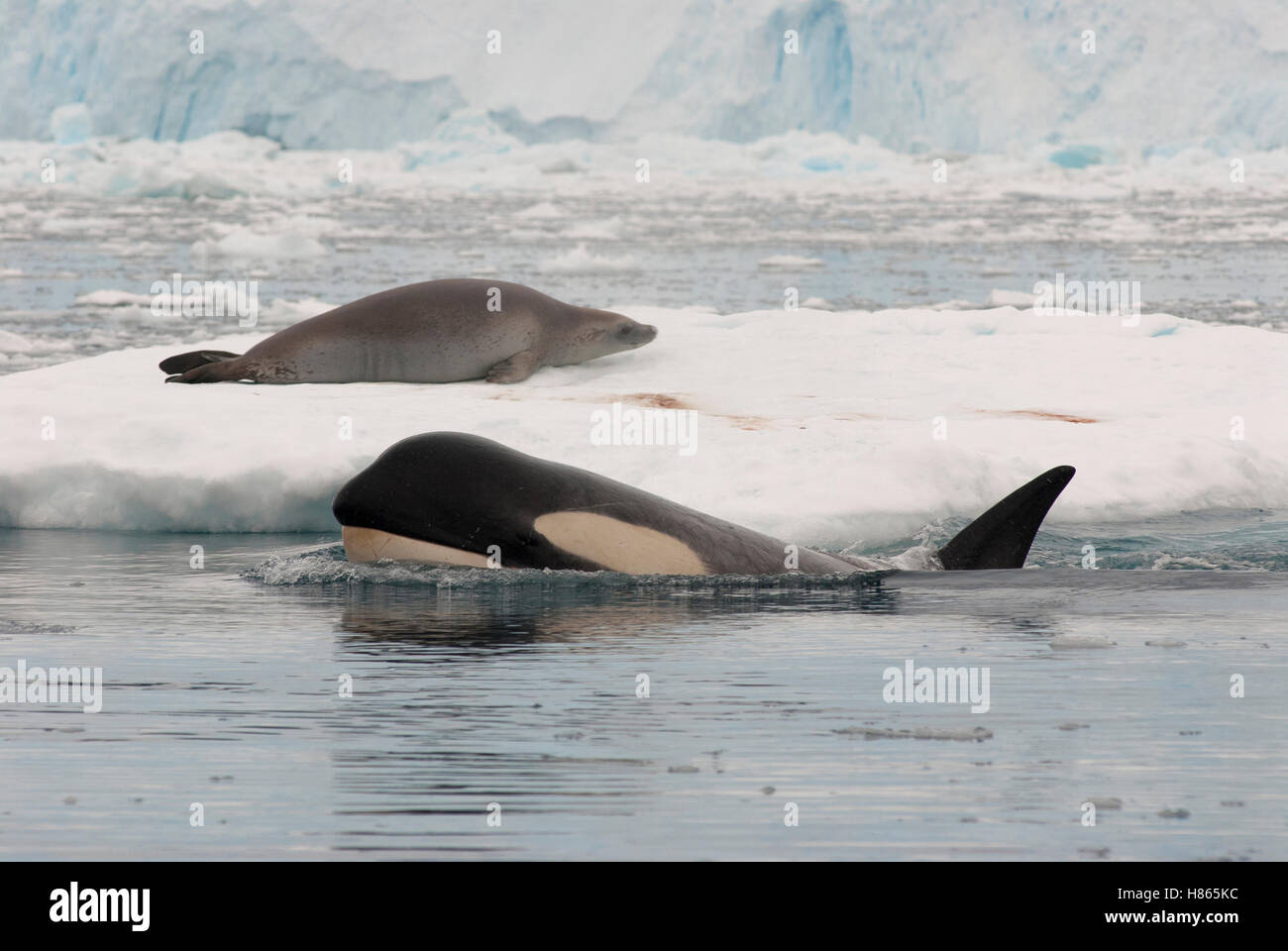 Orca (Orcinus orca) surfacing near Crabeater Seal (Lobodon