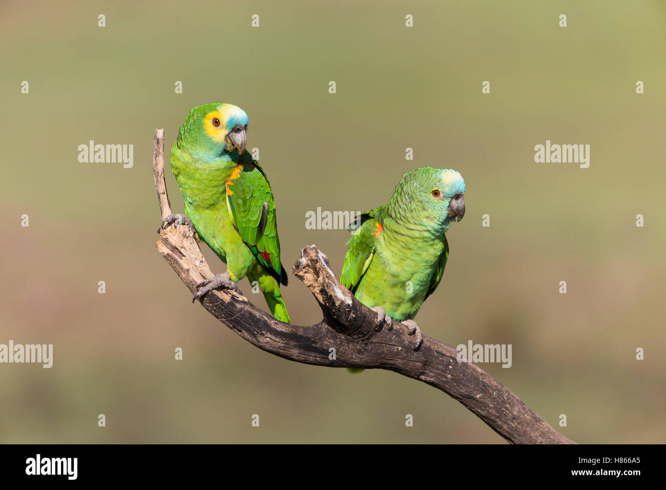 Bluefronted Parrot (Amazona aestiva) mating pair, Pantanal, Brazil