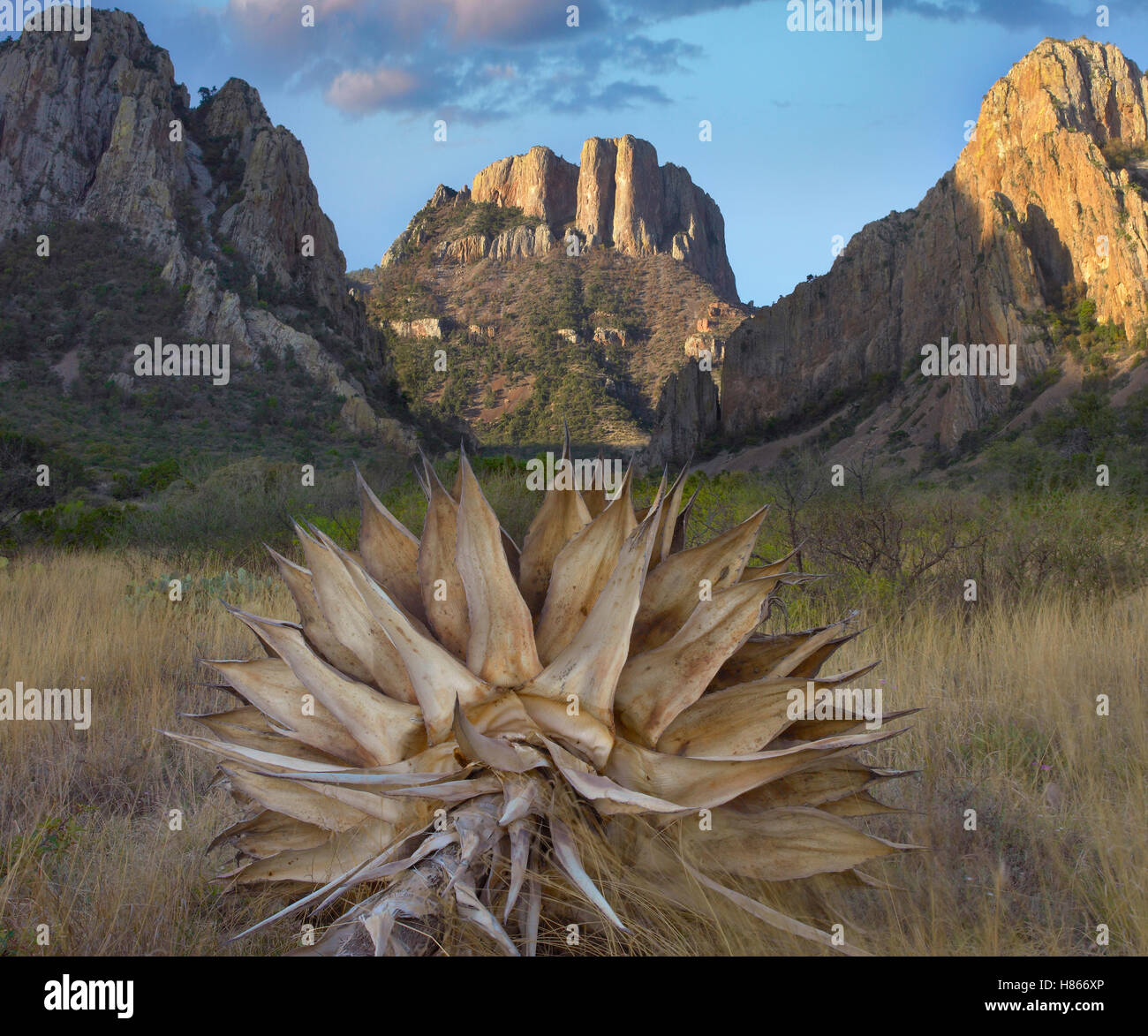 Agave (Agave sp), Casa Grande, Big Bend National Park, Texas Stock