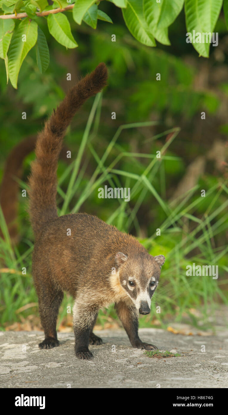 Cozumel Island Coati (Nasua narica nelsoni), Cozumel Island, Mexico