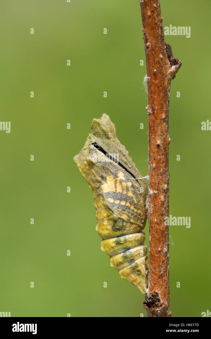Oldworld Swallowtail (Papilio machaon) butterfly emerging from