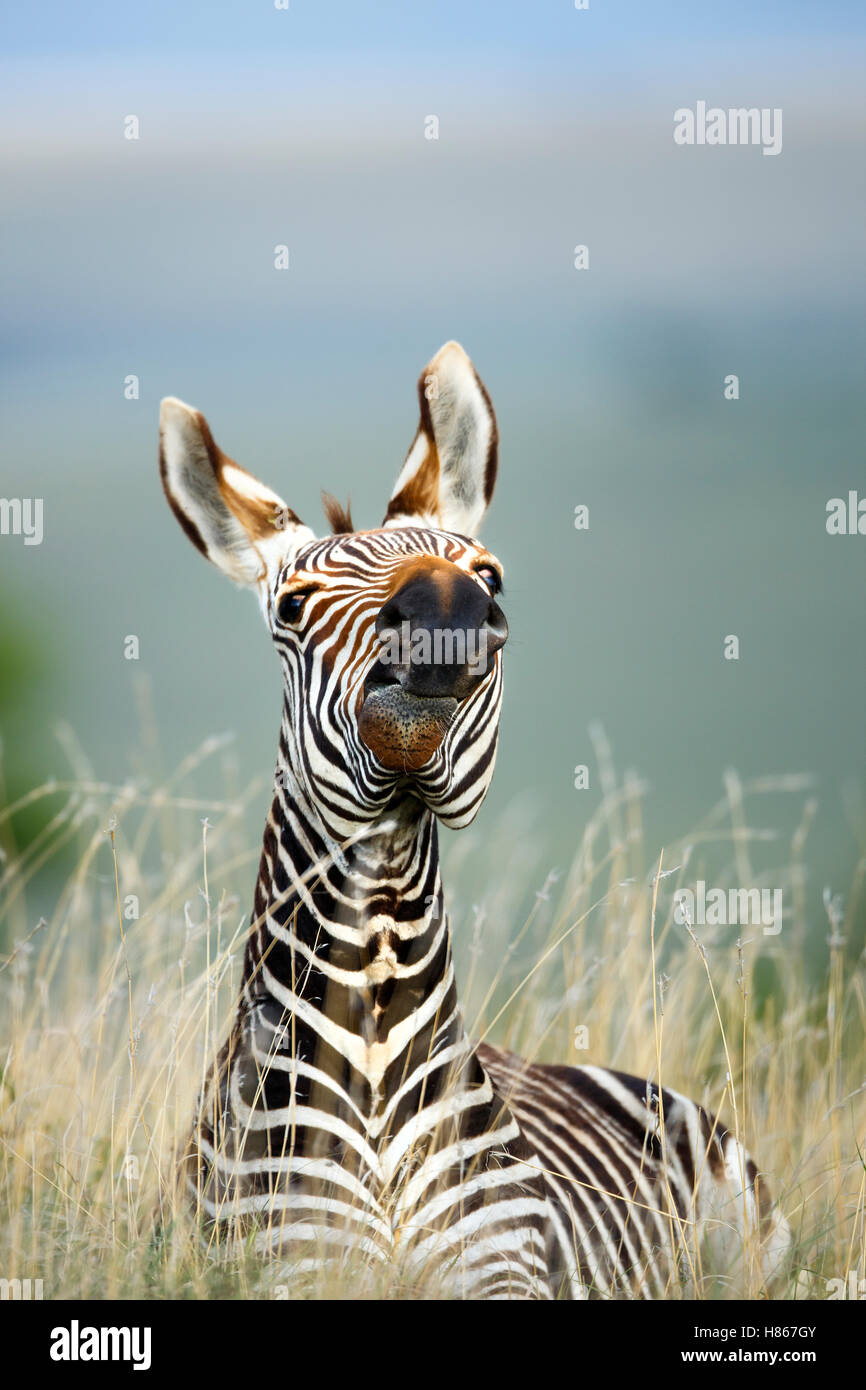 Mountain Zebra (Equus zebra) in defenisve posture, Mountain Zebra