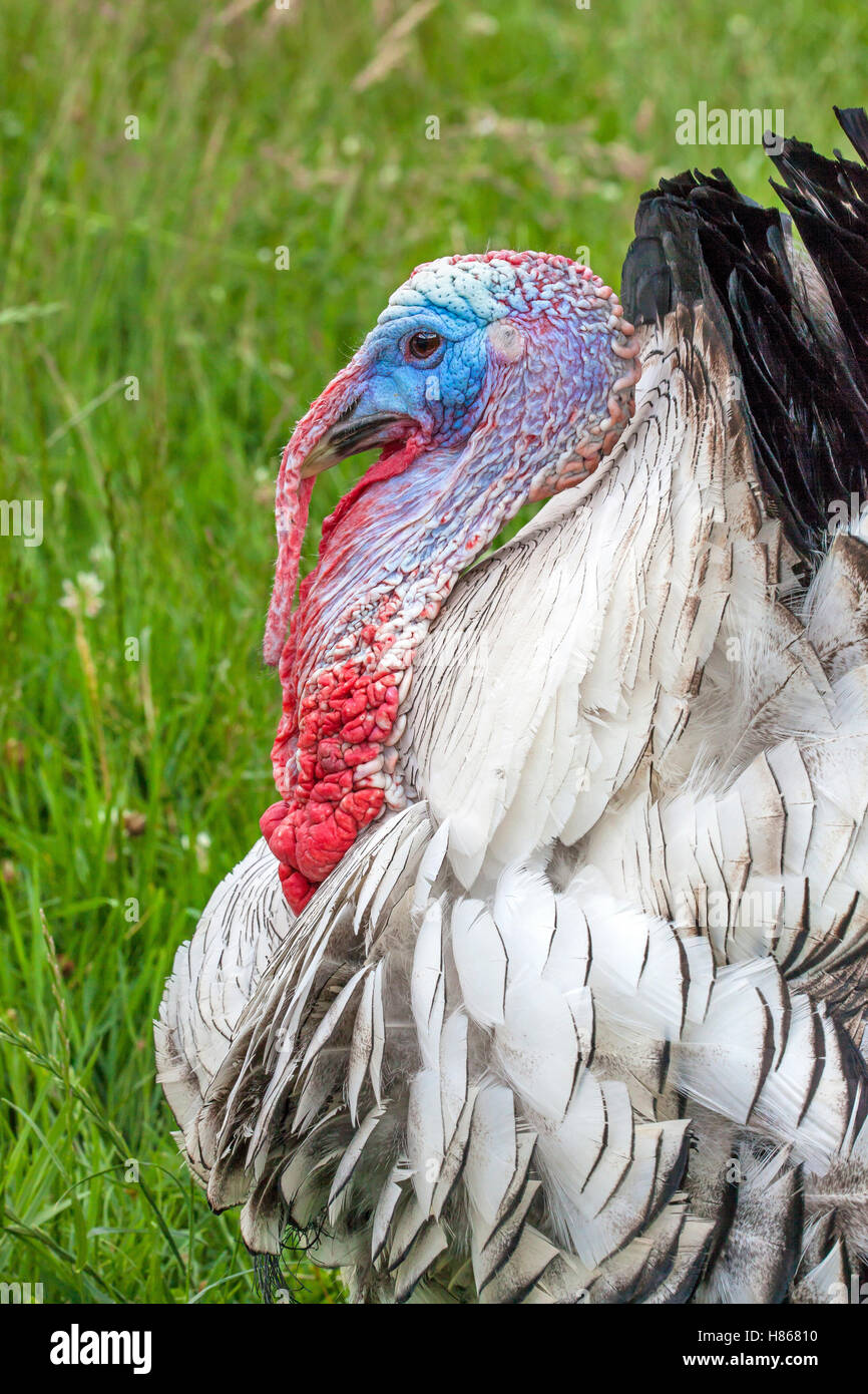 Domestic Turkey (Meleagris gallopavo) on farm, Netherlands Stock Photo