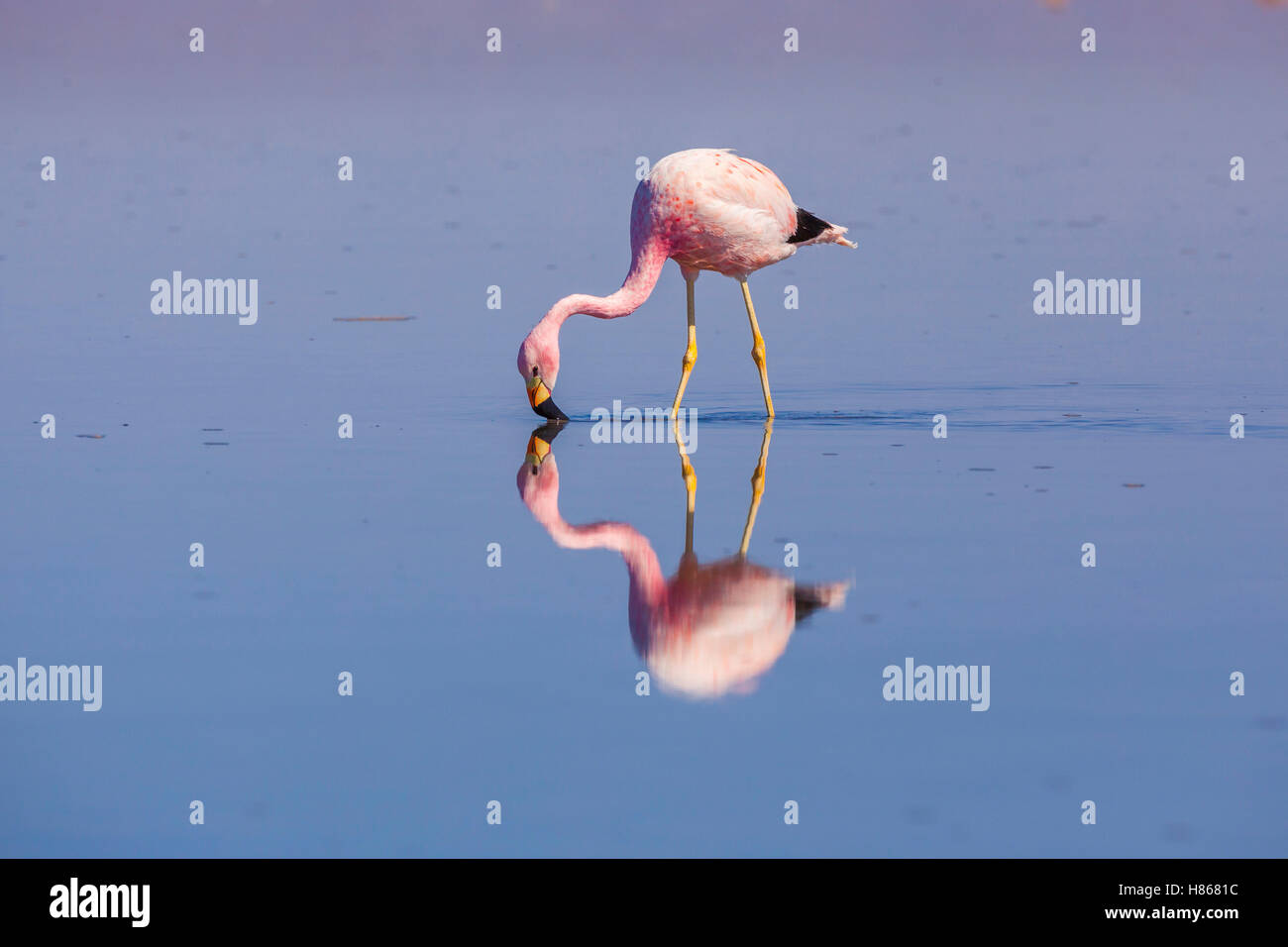 Andean Flamingo (Phoenicopterus andinus) foraging in lake, Los ...