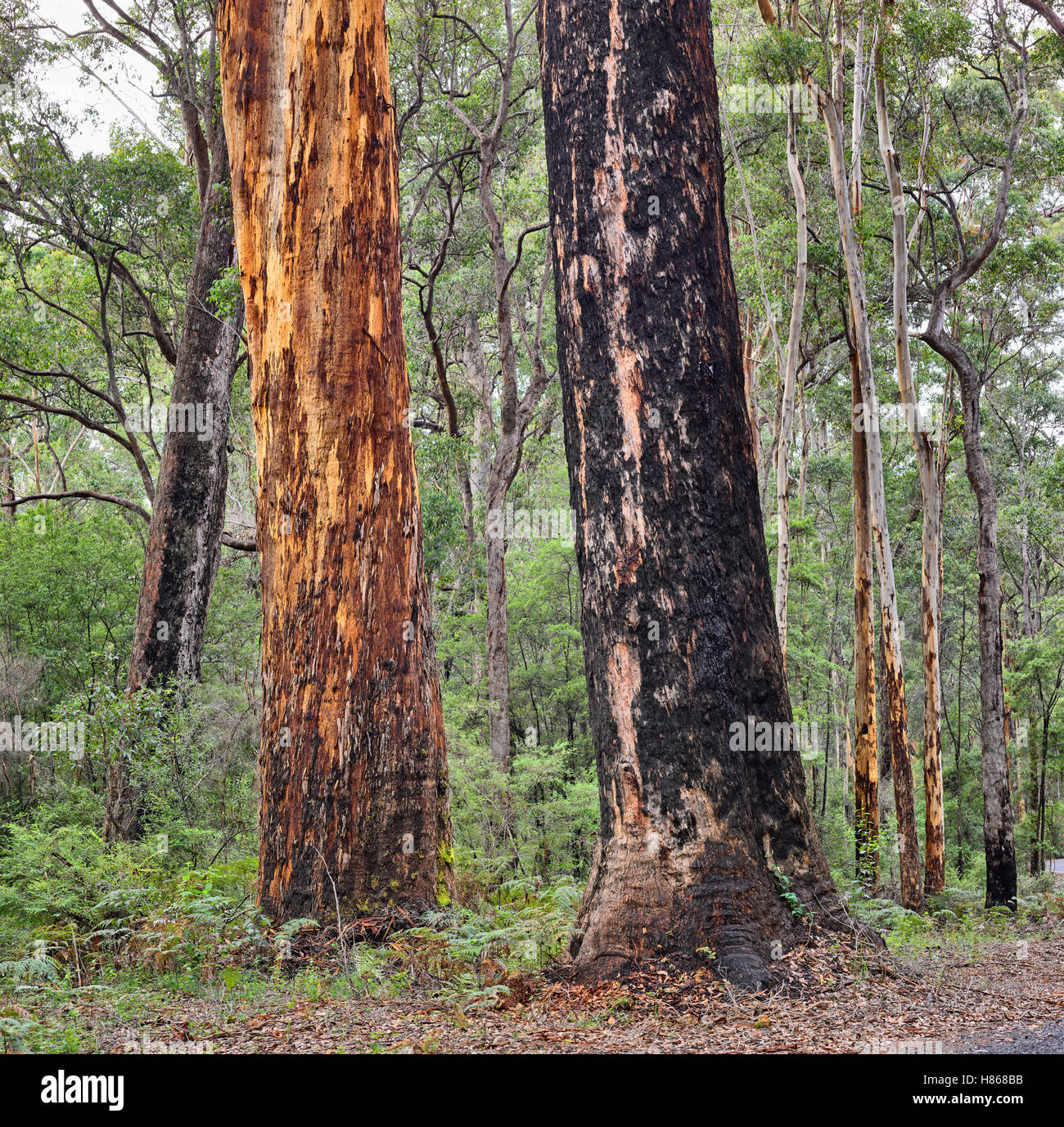 Karri (Eucalyptus diversicolor) trees with burn marks, Warren National