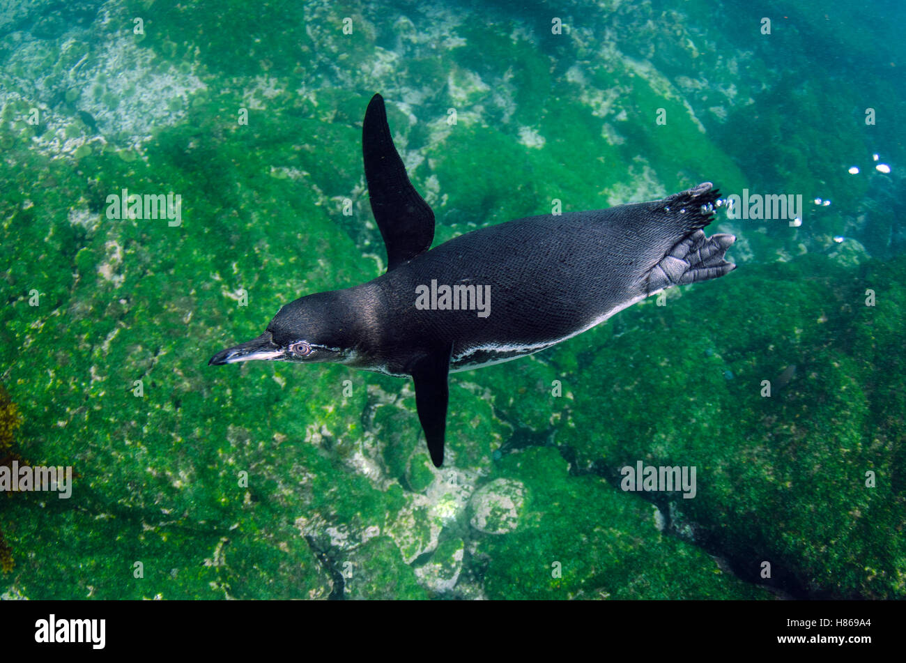 Galapagos Penguin (Spheniscus mendiculus) swimming, Galapagos Islands