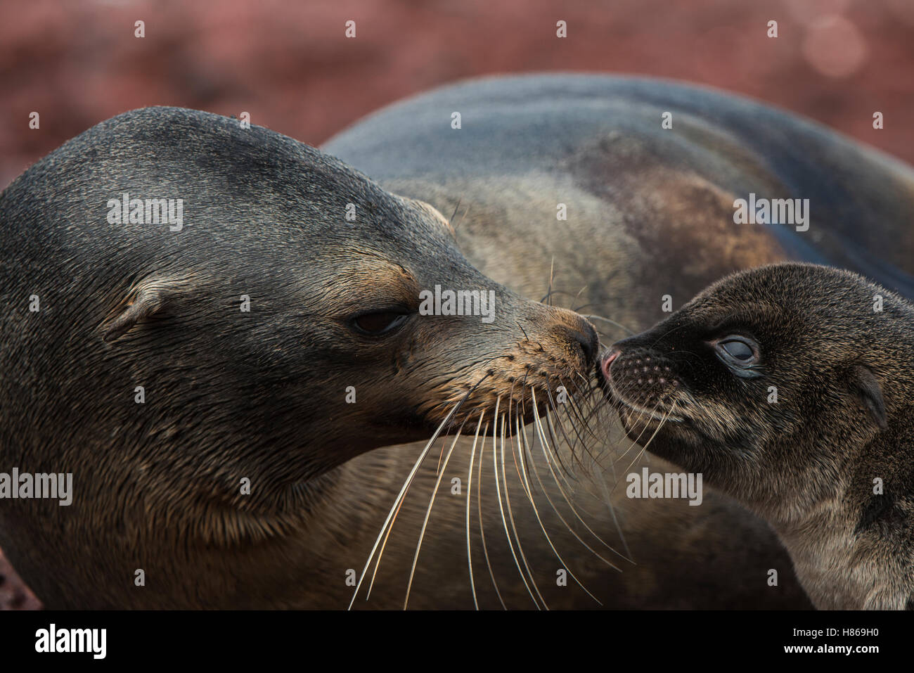 Galapagos Sea Lion (Zalophus wollebaeki) mother nuzzling pup, Rabida ...