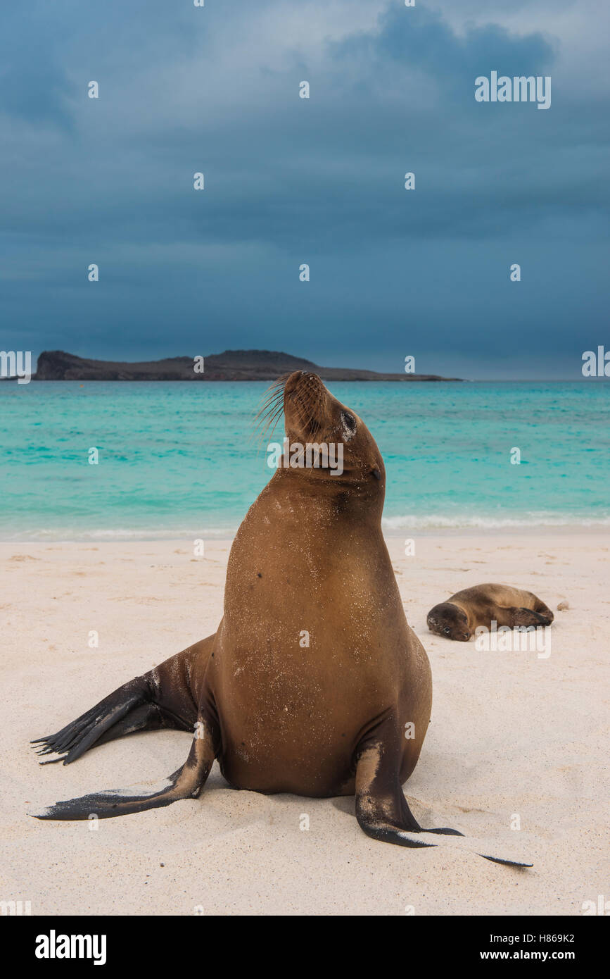 Galapagos Sea Lion (Zalophus wollebaeki) pair on beach, Gardner Bay