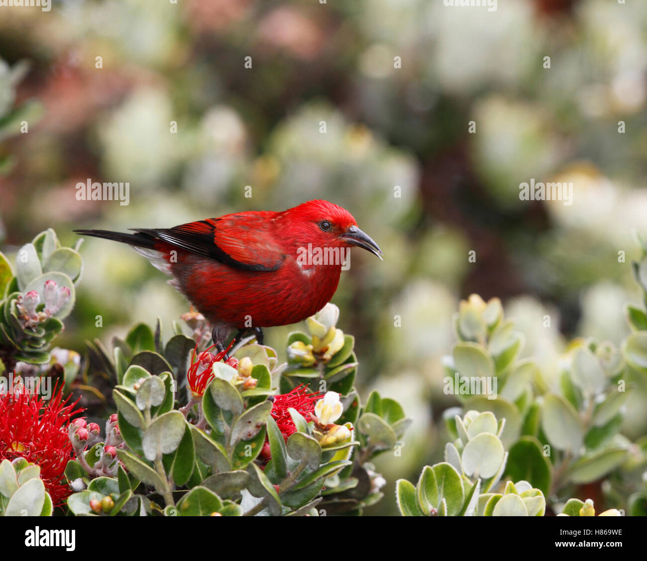 Apapane (Himatione sanguinea), Hawaii Stock Photo Alamy