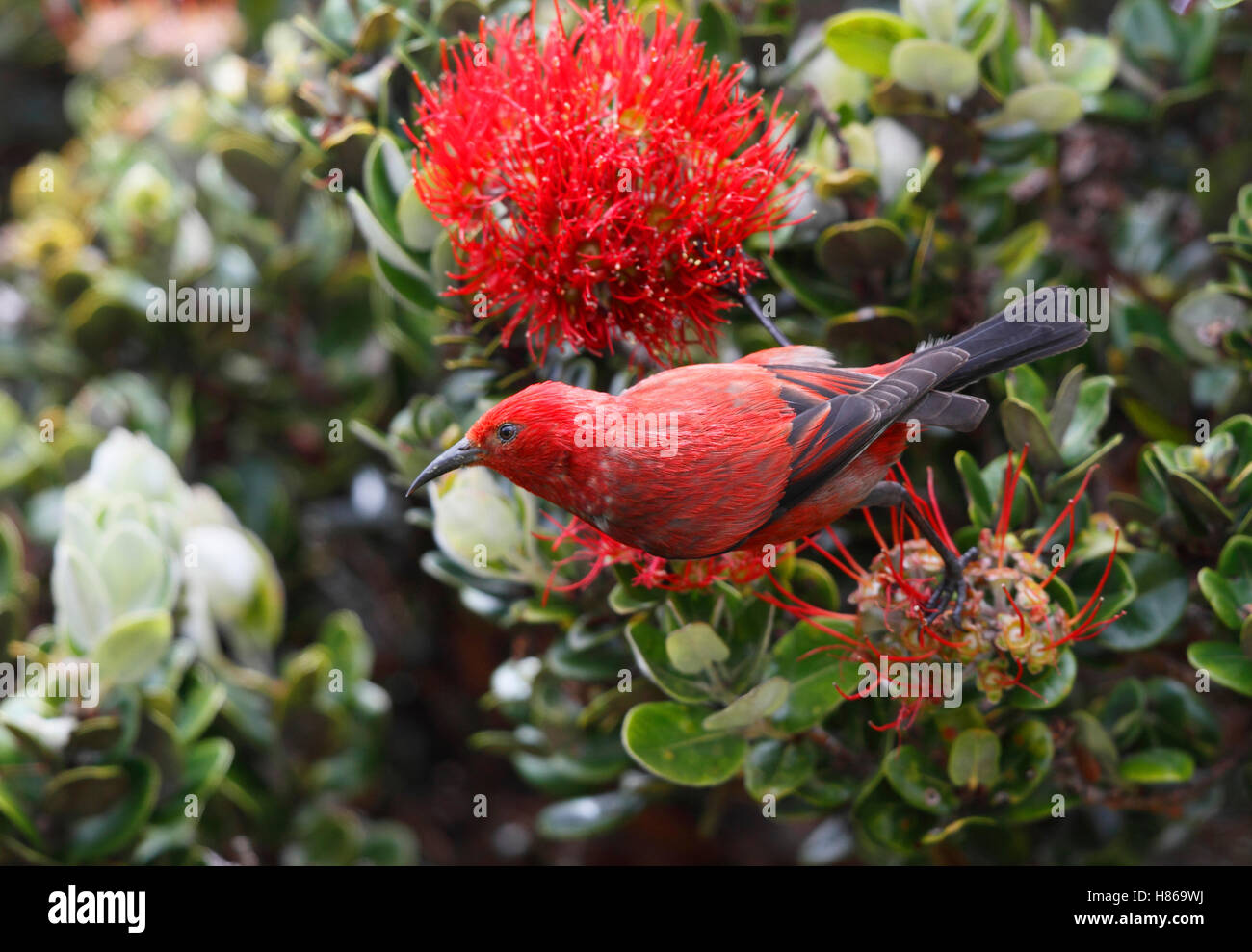 Apapane (Himatione sanguinea) on flowering plant, Hawaii Stock Photo