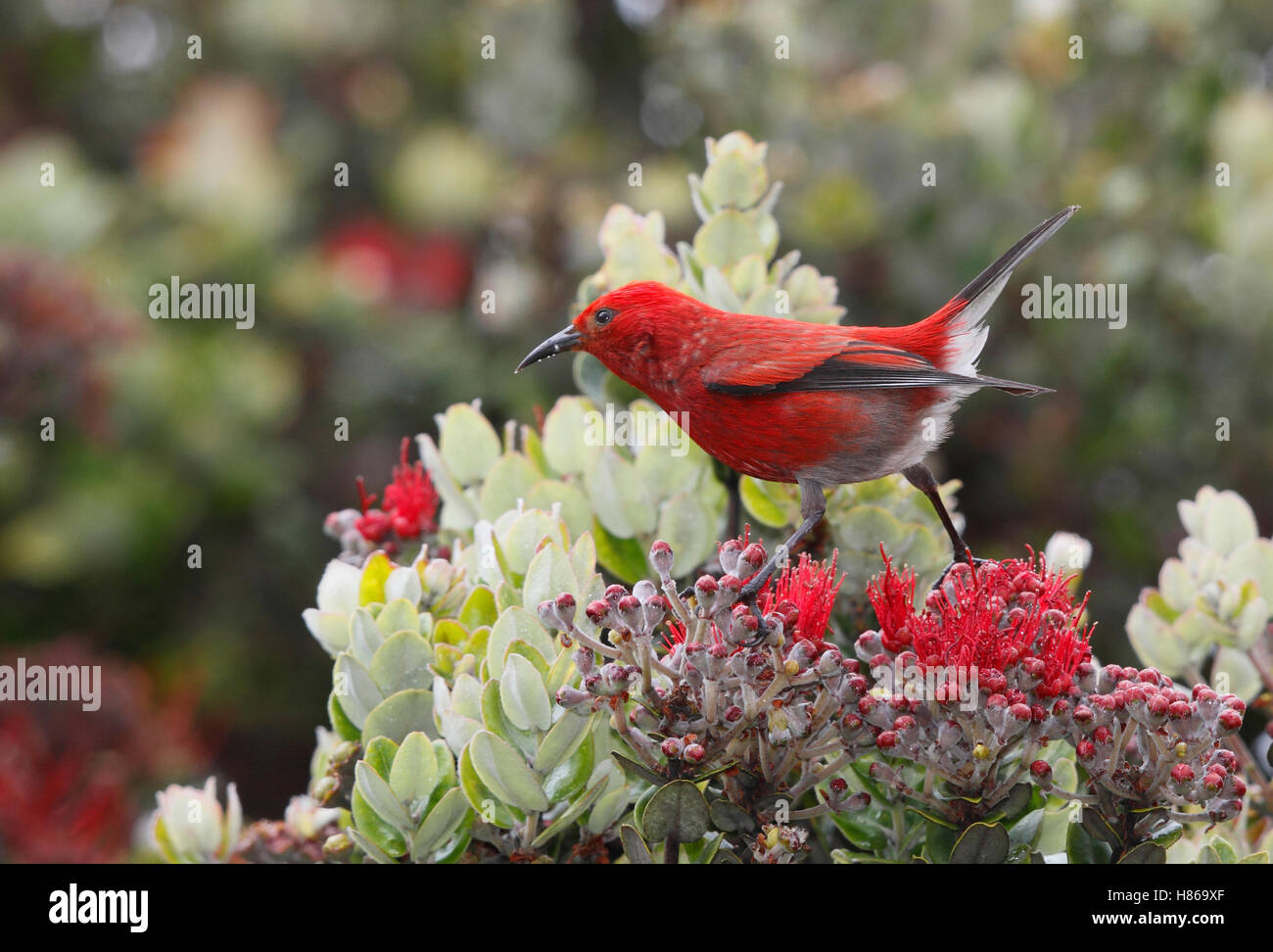 Apapane (Himatione sanguinea) on flowering plant, Hawaii Stock Photo