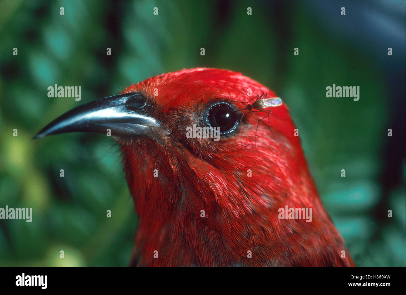 Apapane (Himatione sanguinea), Hawaii Stock Photo Alamy