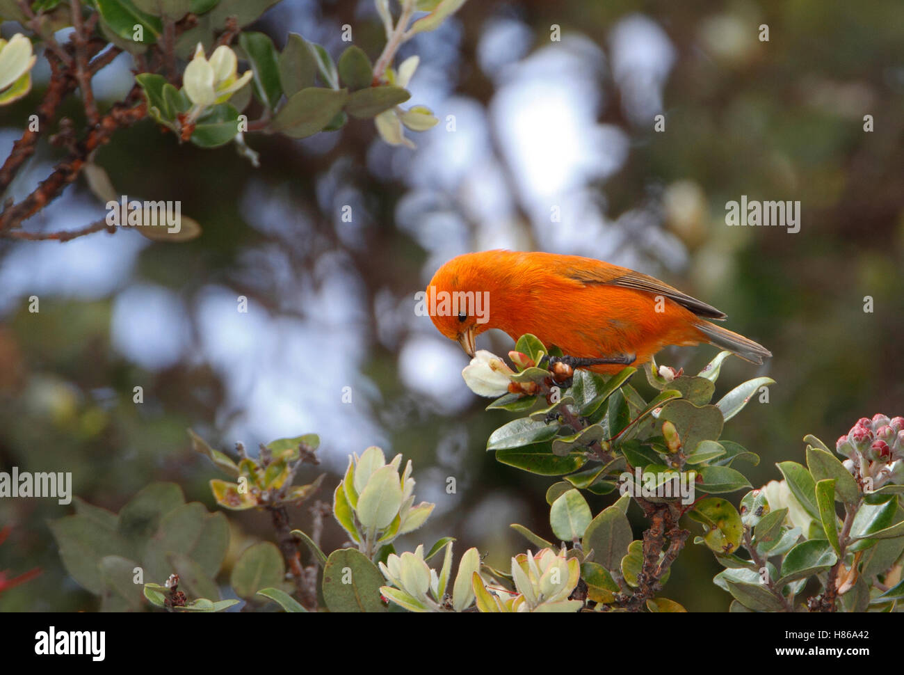 Akepa (Loxops coccineus) male feeding on flower nectar, Hawaii Stock