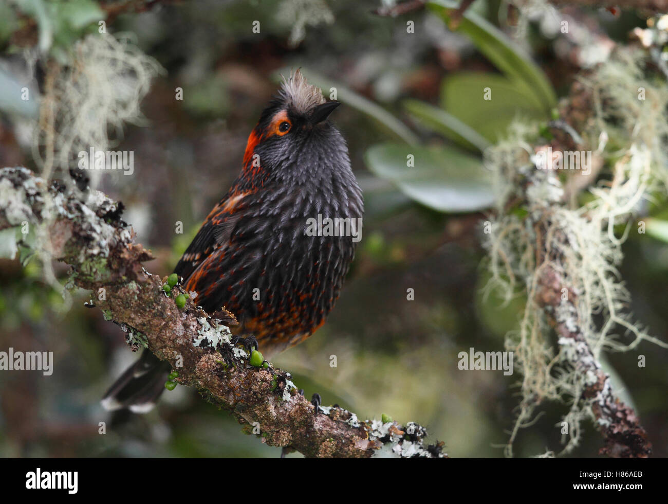 Akohekohe (Palmeria dolei), Hawaii Stock Photo - Alamy