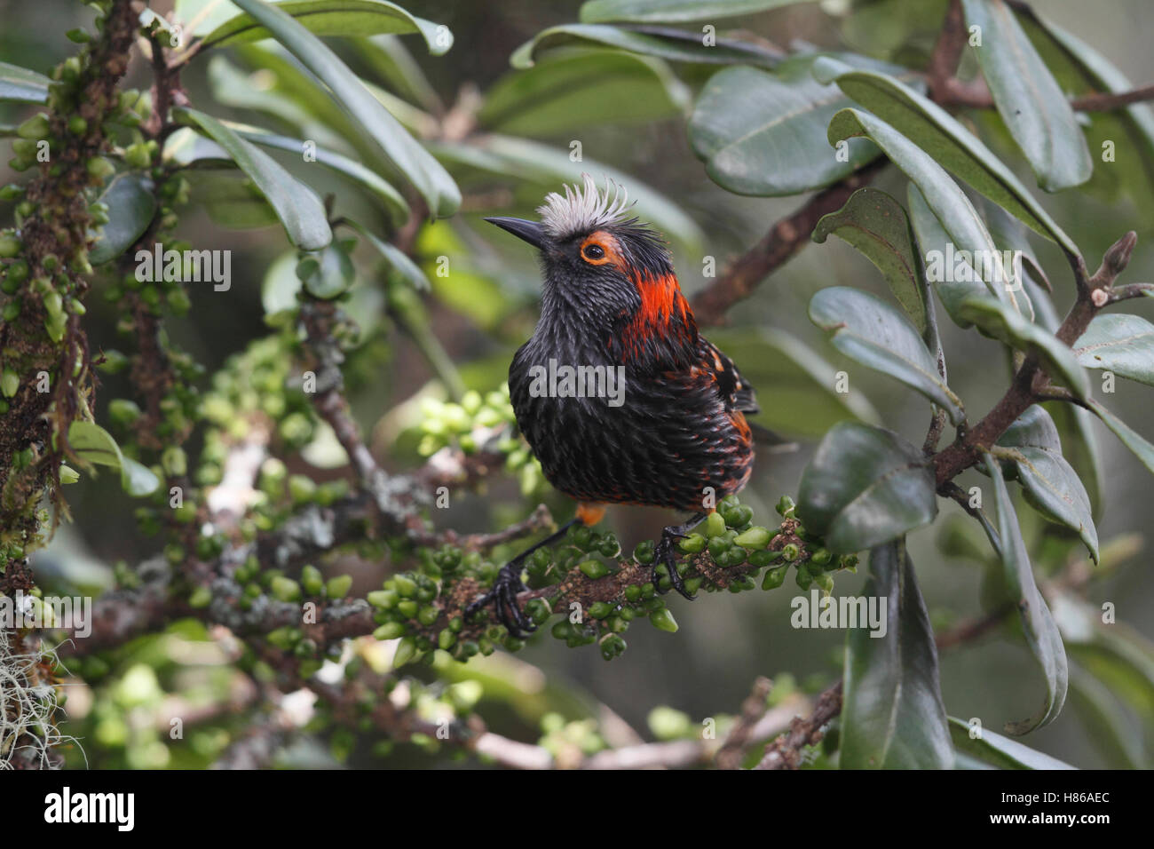 Akohekohe (Palmeria dolei), Hawaii Stock Photo - Alamy