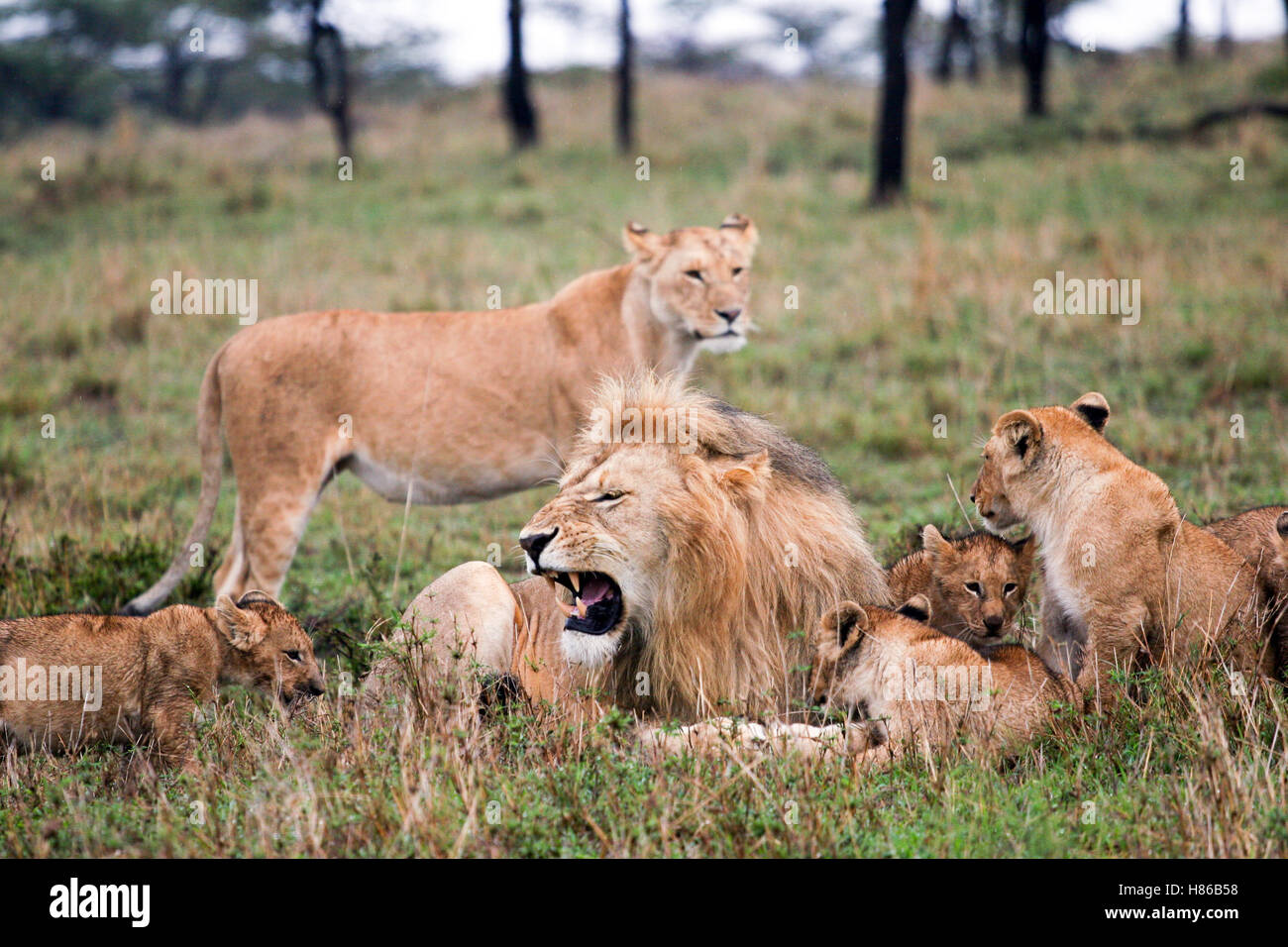 LEONE - LION Stock Photo - Alamy