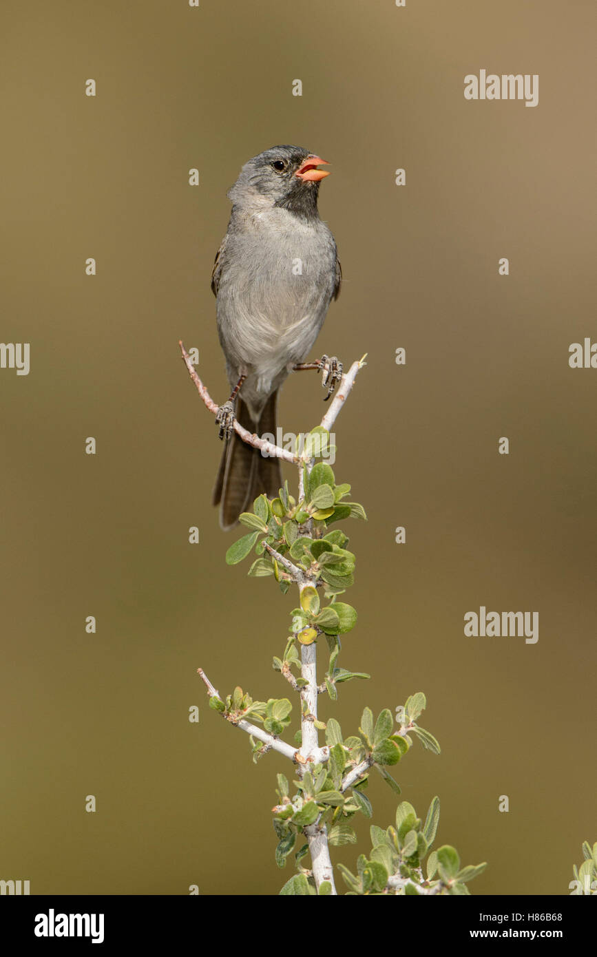 Blackchinned Sparrow (Spizella atrogularis) calling, Arizona Stock
