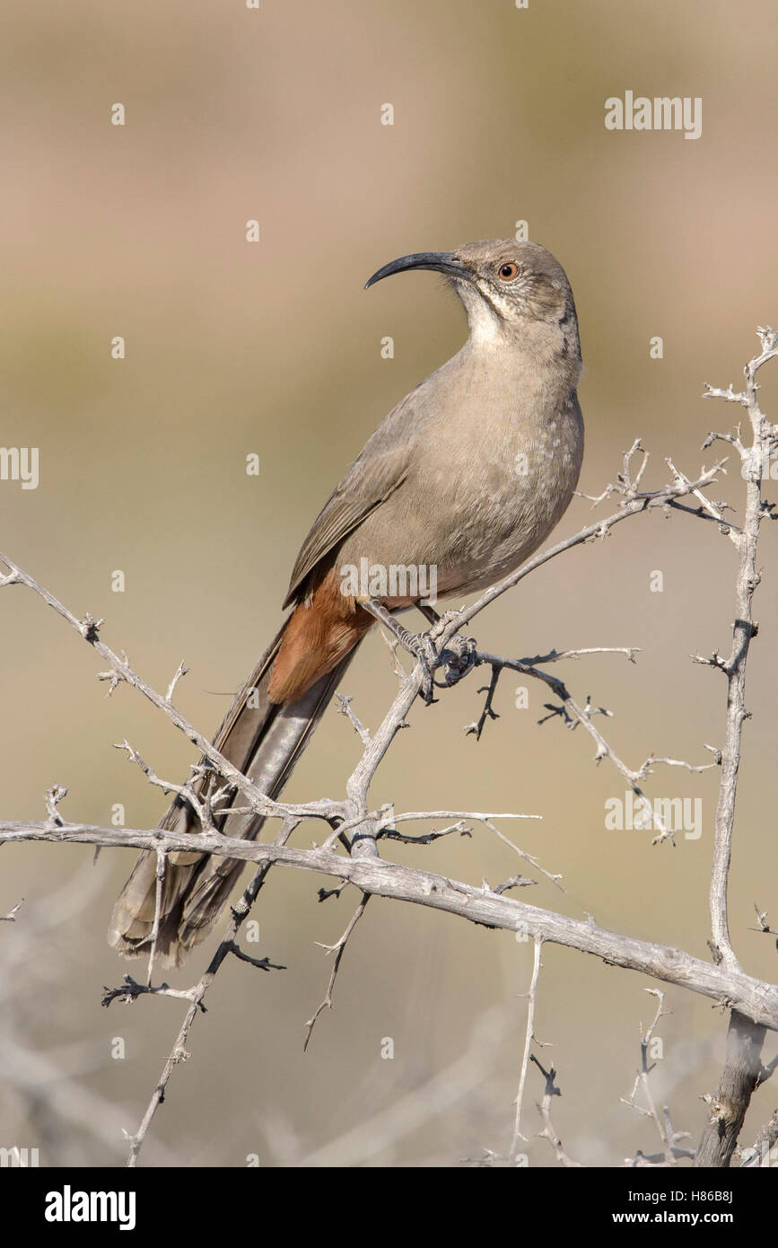 Crissal Thrasher (Toxostoma crissale), New Mexico Stock Photo - Alamy