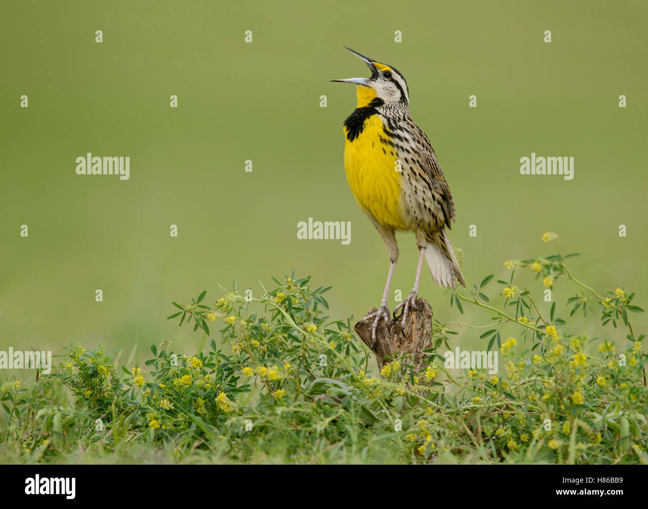 Eastern Meadowlark (Sturnella magna) male calling, Texas Stock Photo