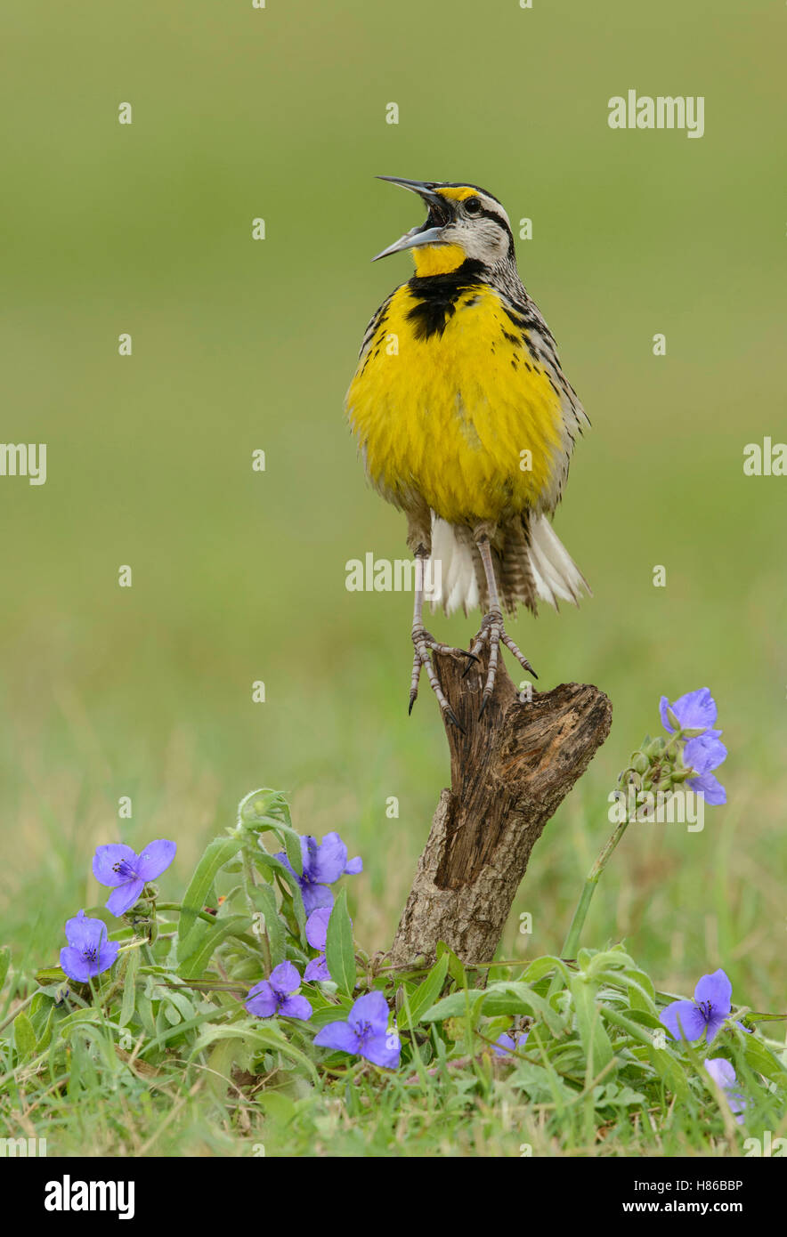 Eastern Meadowlark (Sturnella magna) male calling, Texas Stock Photo