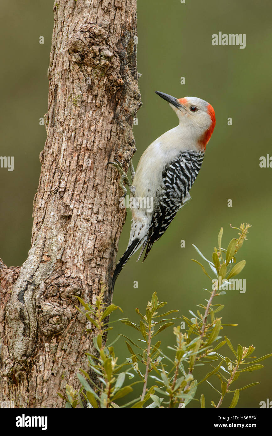 Red-bellied Woodpecker (Melanerpes carolinus) female, Texas Stock Photo