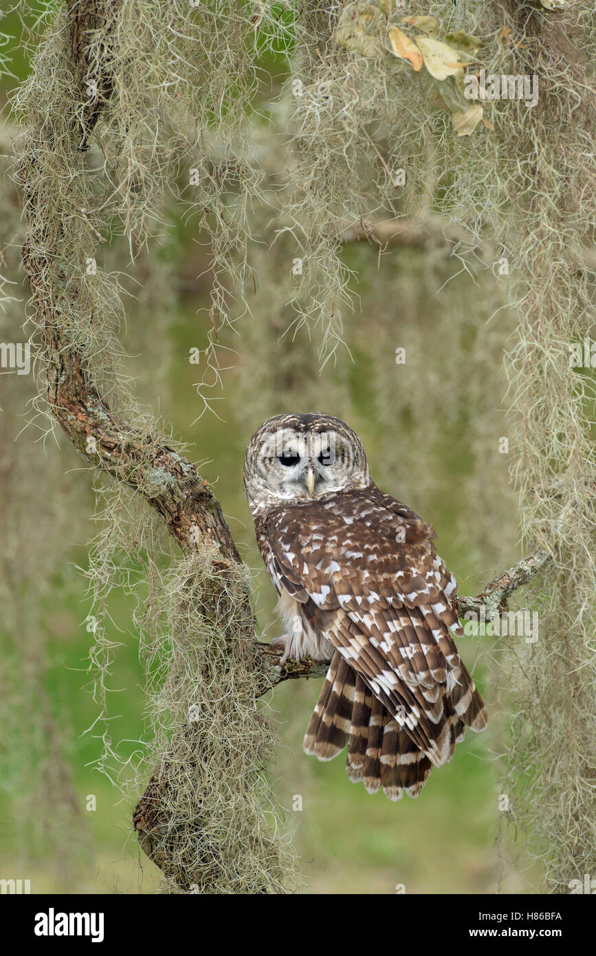 Strix Vari Barred Owl (Strix varia), Texas Stock Photo - Alamy