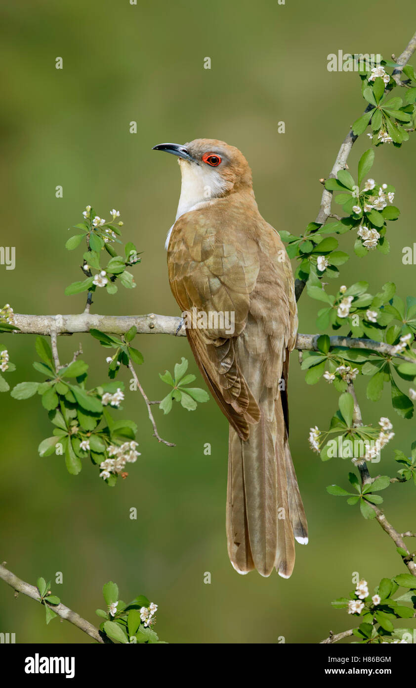 Blackbilled Cuckoo (Coccyzus erythropthalmus) male, Texas Stock Photo