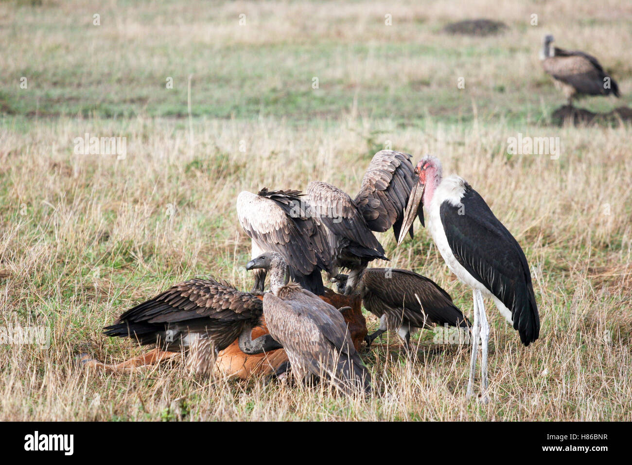 birds raptors in the african bush Stock Photo - Alamy