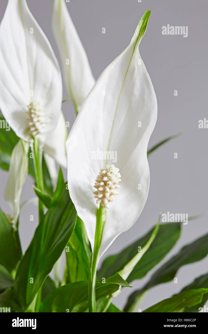 Spathiphiphyllum, flower also known as Peace lily on a light background, Stock Photo