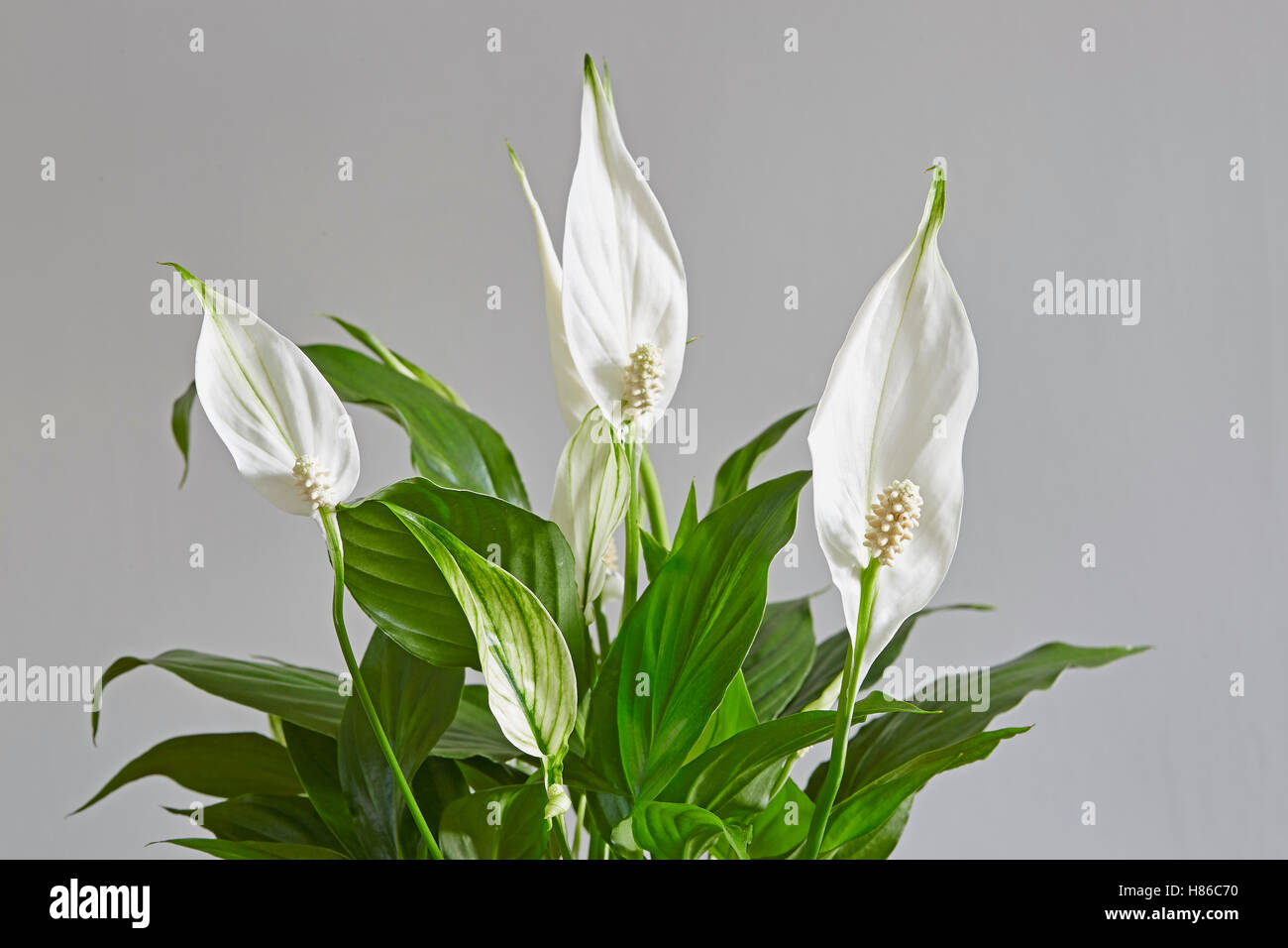 Peace Lily plant with several flowers Stock Photo